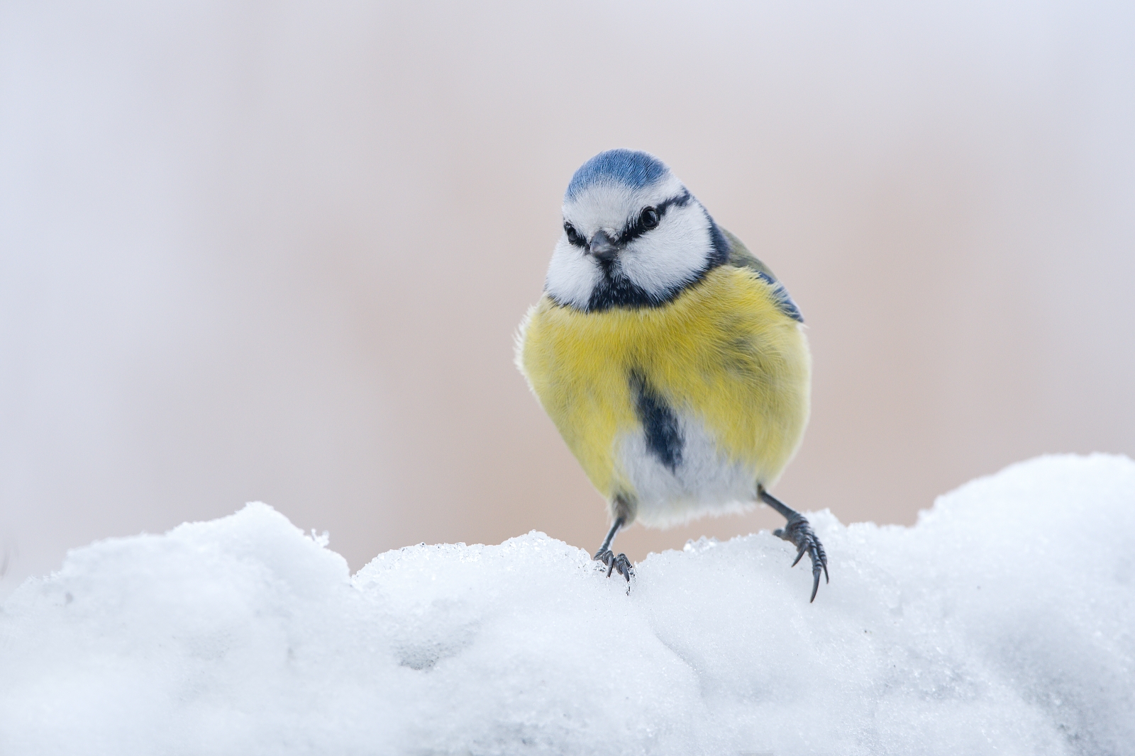 Cyanistes caeruleus