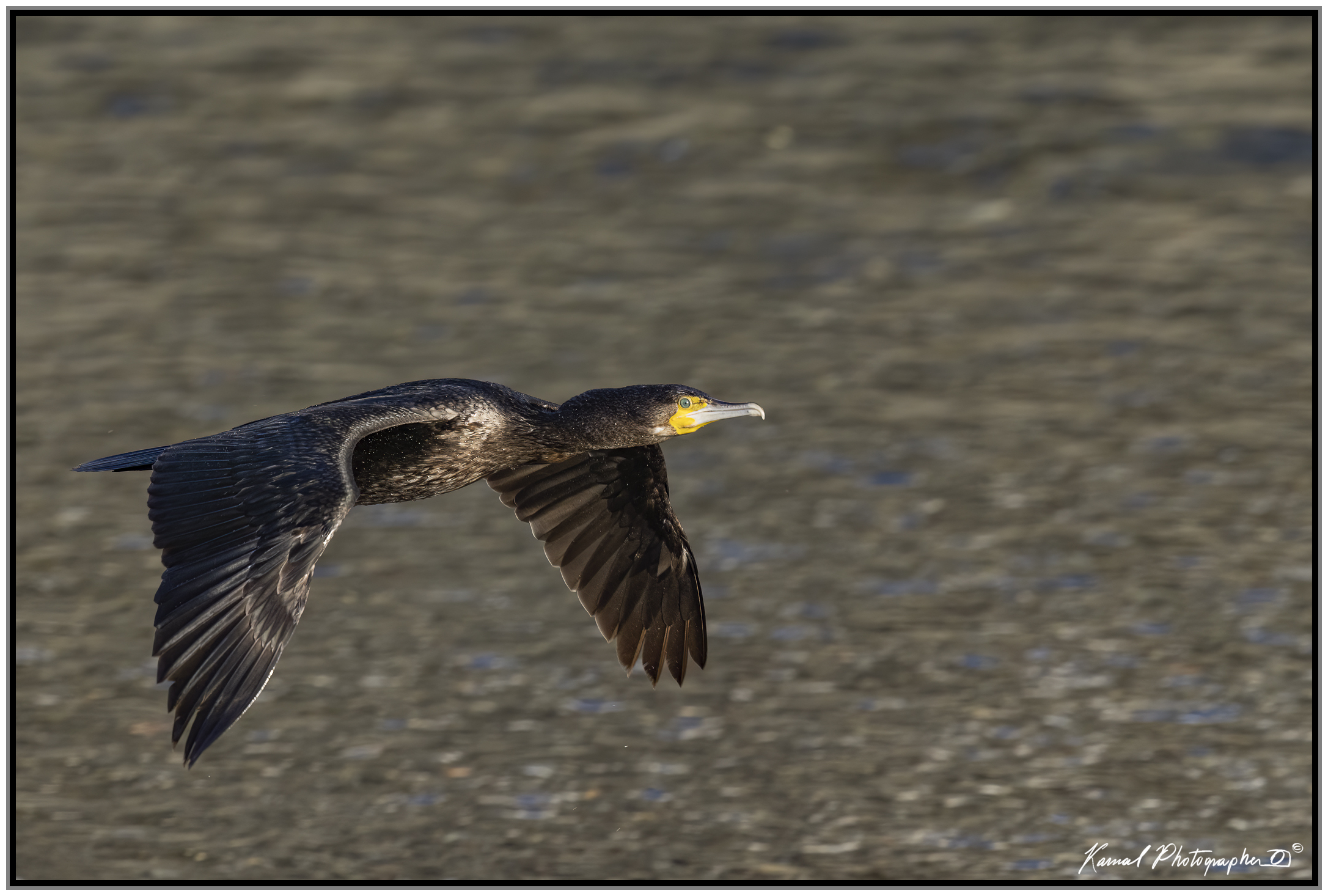 Phalacrocorax carbo