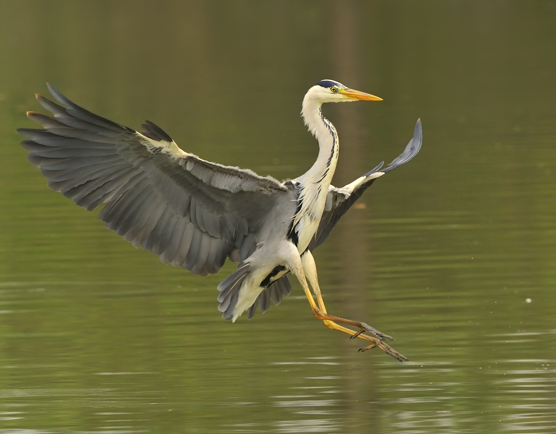 the elegance of the heron
