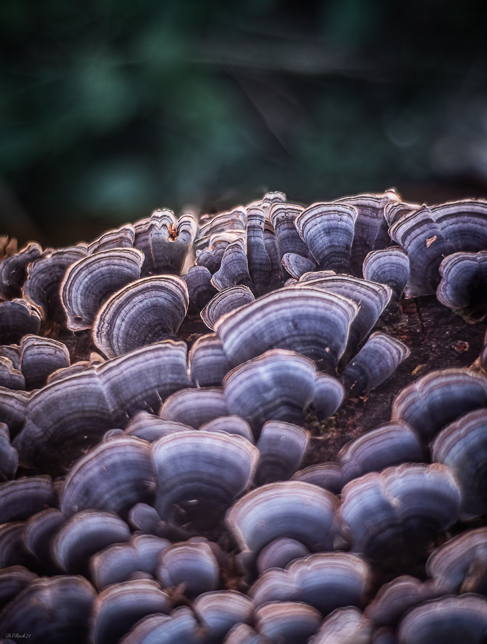 The fantastic shapes in nature