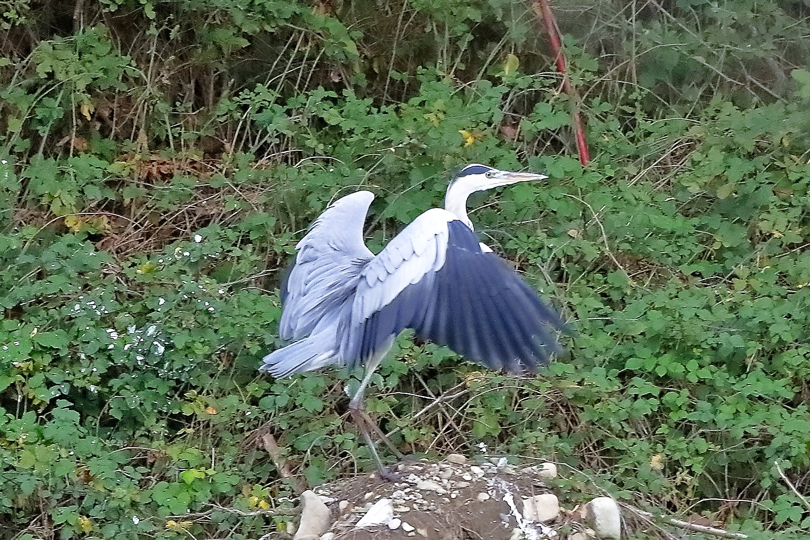 Cenerino 12 novembre 2022