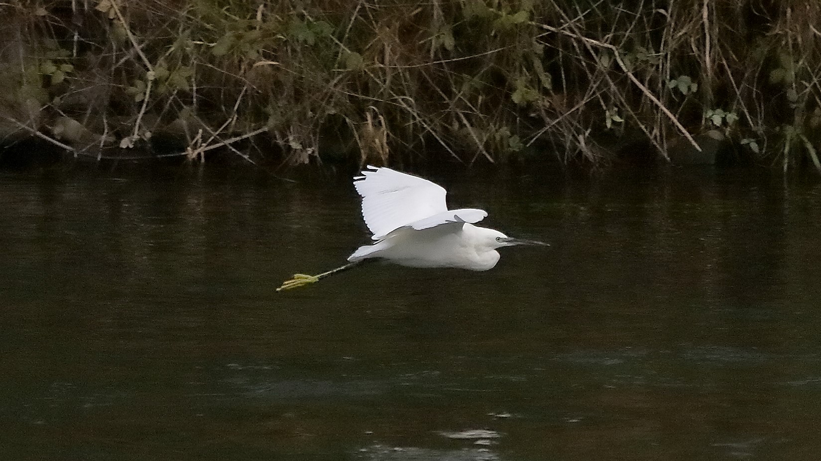 garzetta 12 novembre 2022