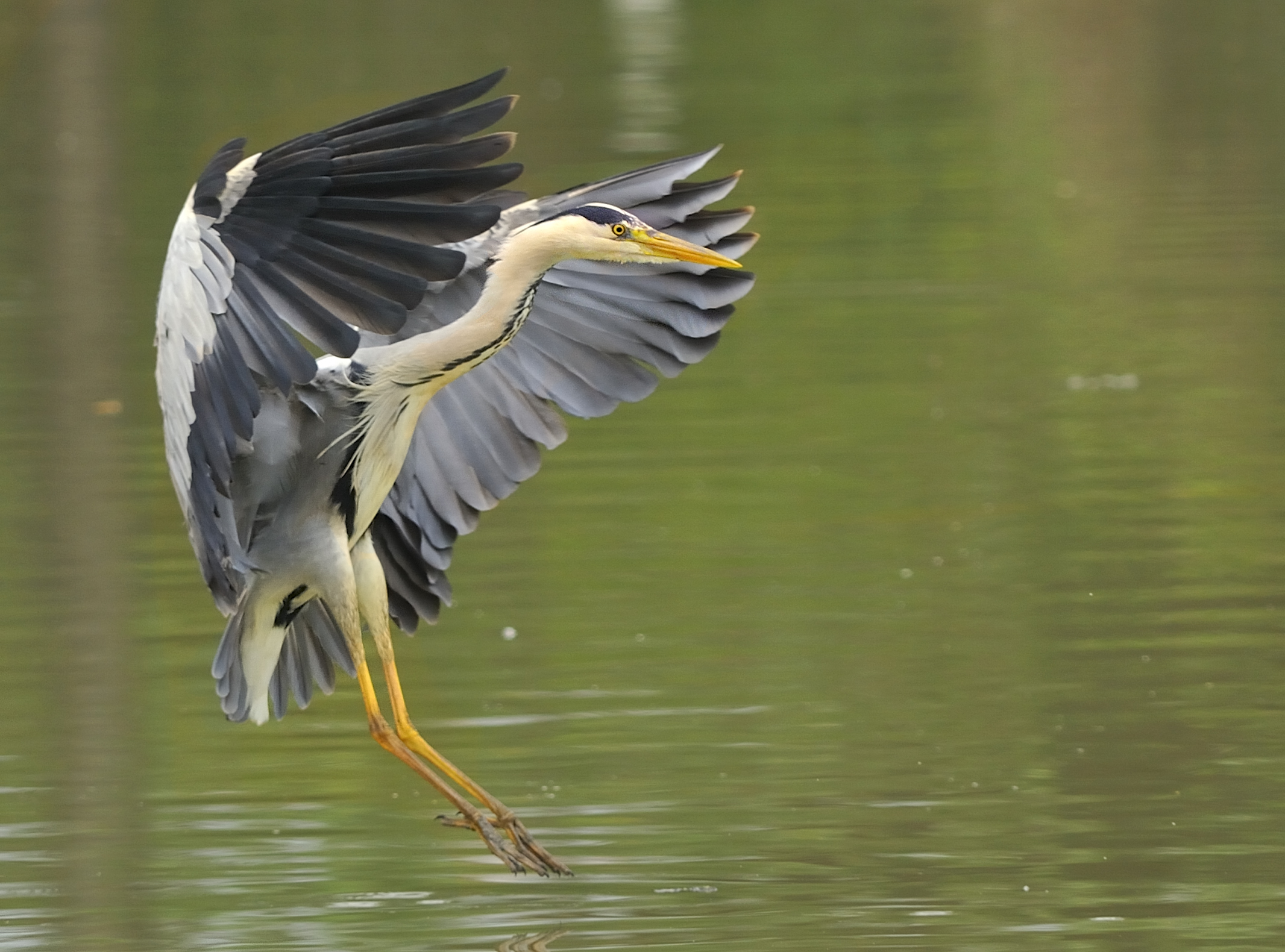 l'eleganza dell'airone
