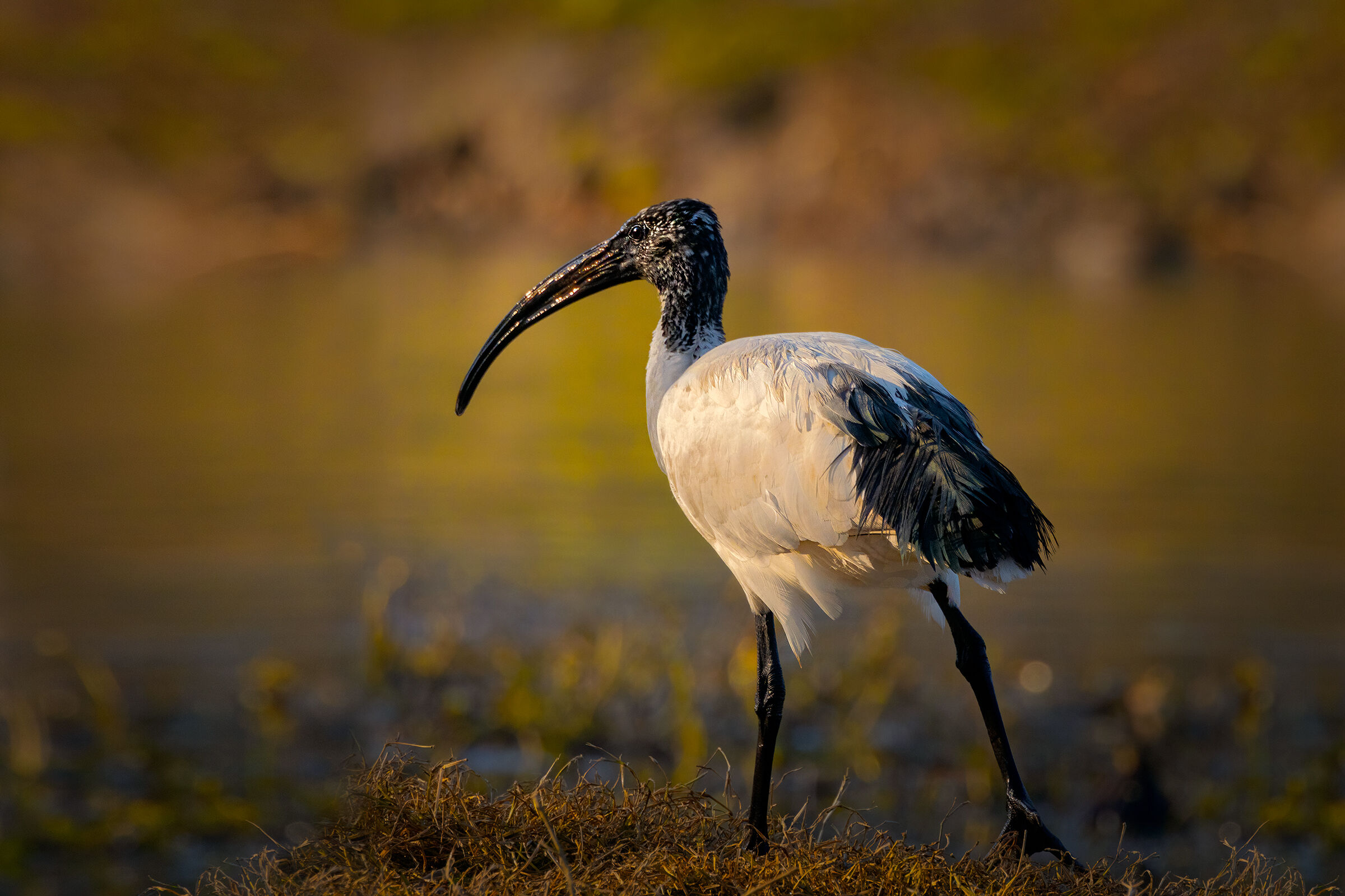 Incontri nel Parco del Mincio (mn)
