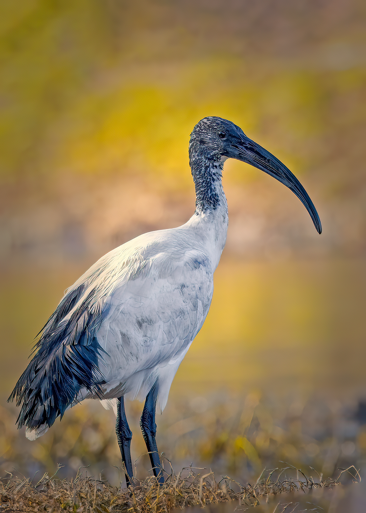 Incontri nel Parco del Mincio (mn)