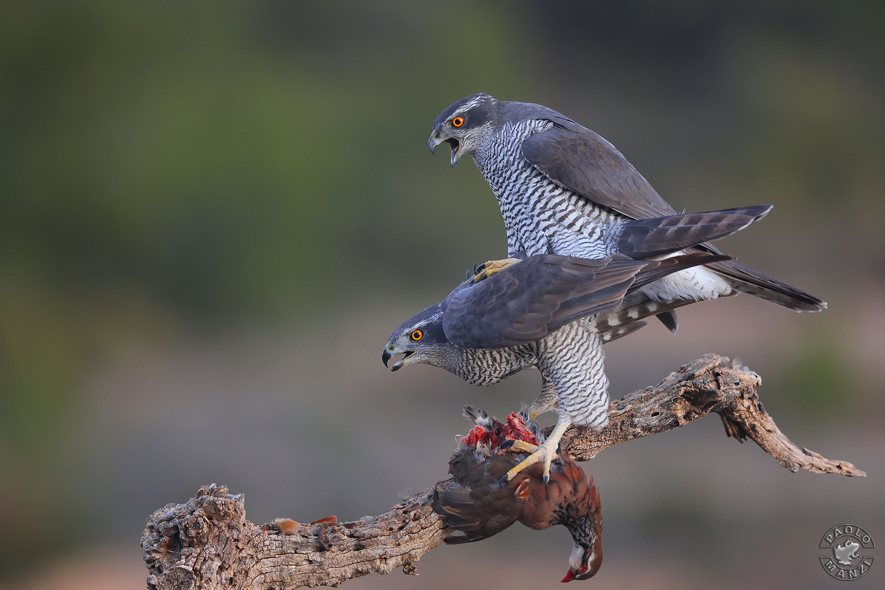 Astore - Accoppiamento