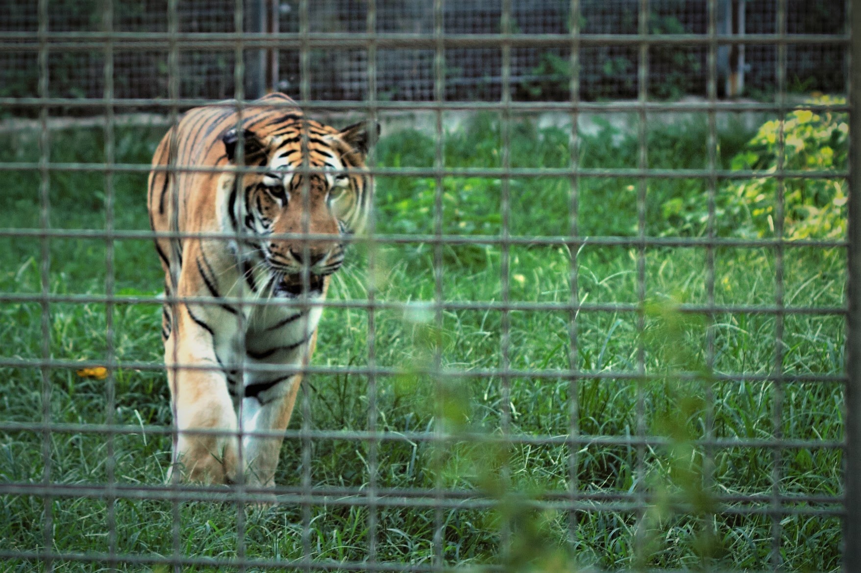 Tiger in captivity