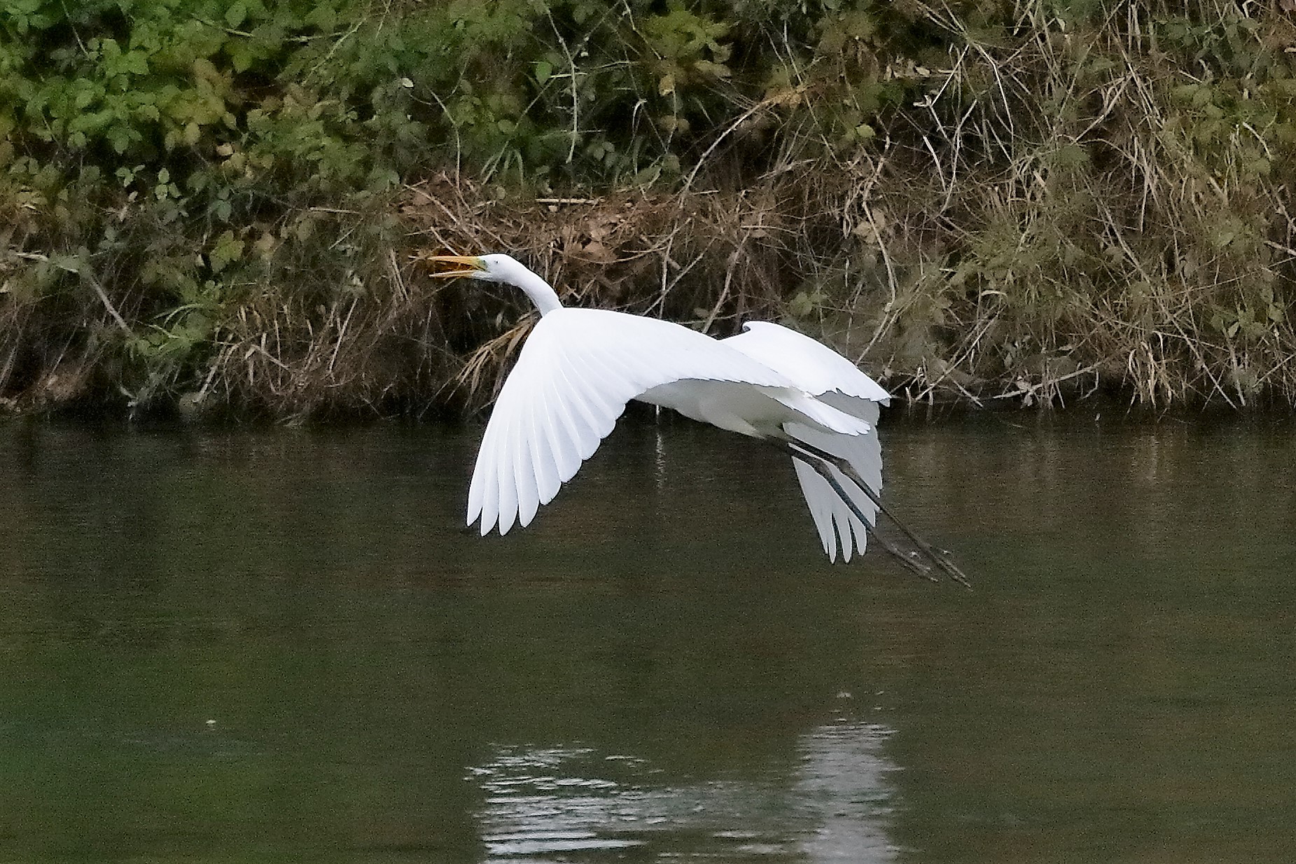 airone BM 12 novembre 2022