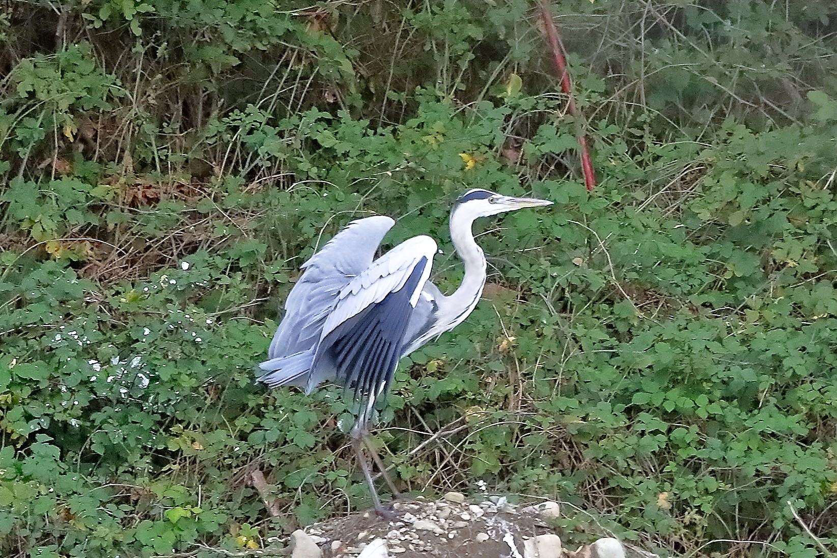 Cenerino 12 novembre 2022