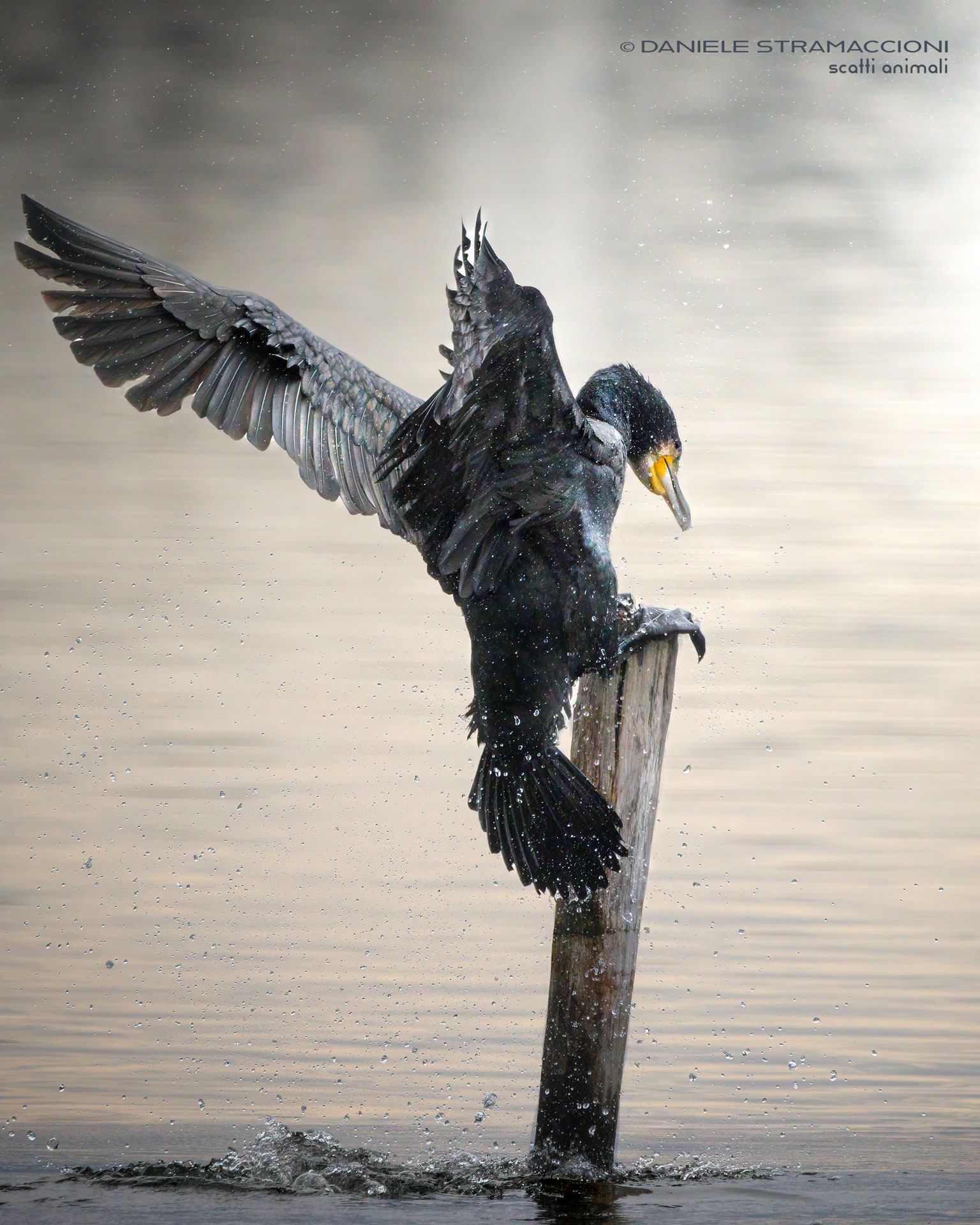 Cormorant