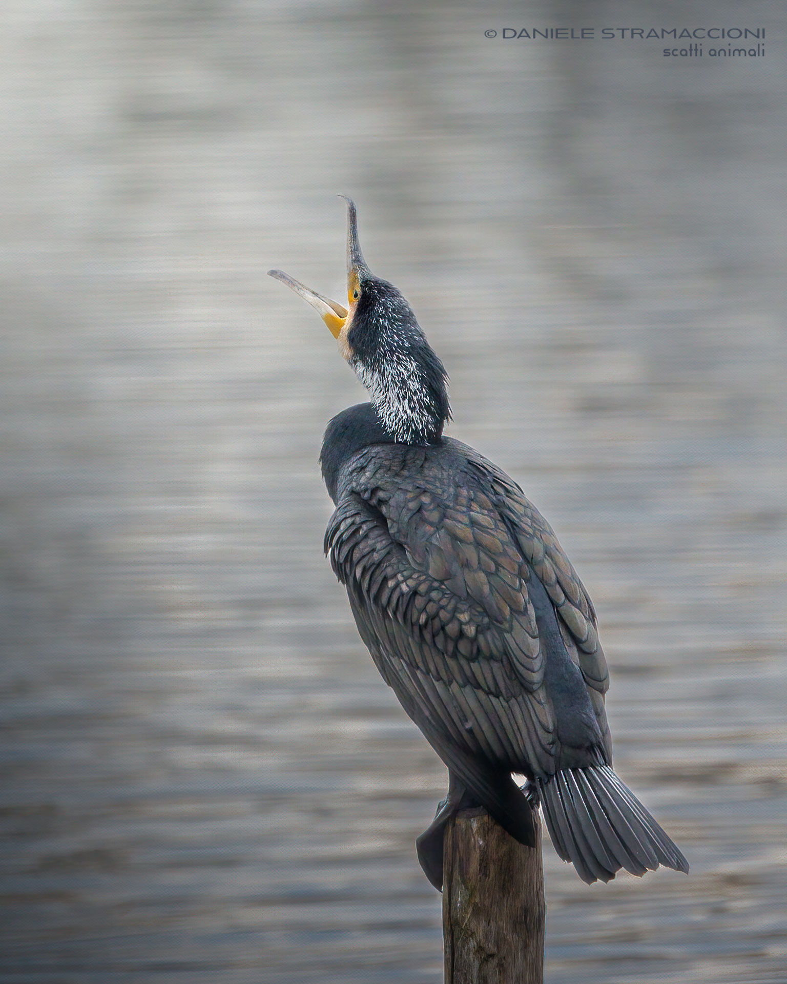 Cormorant