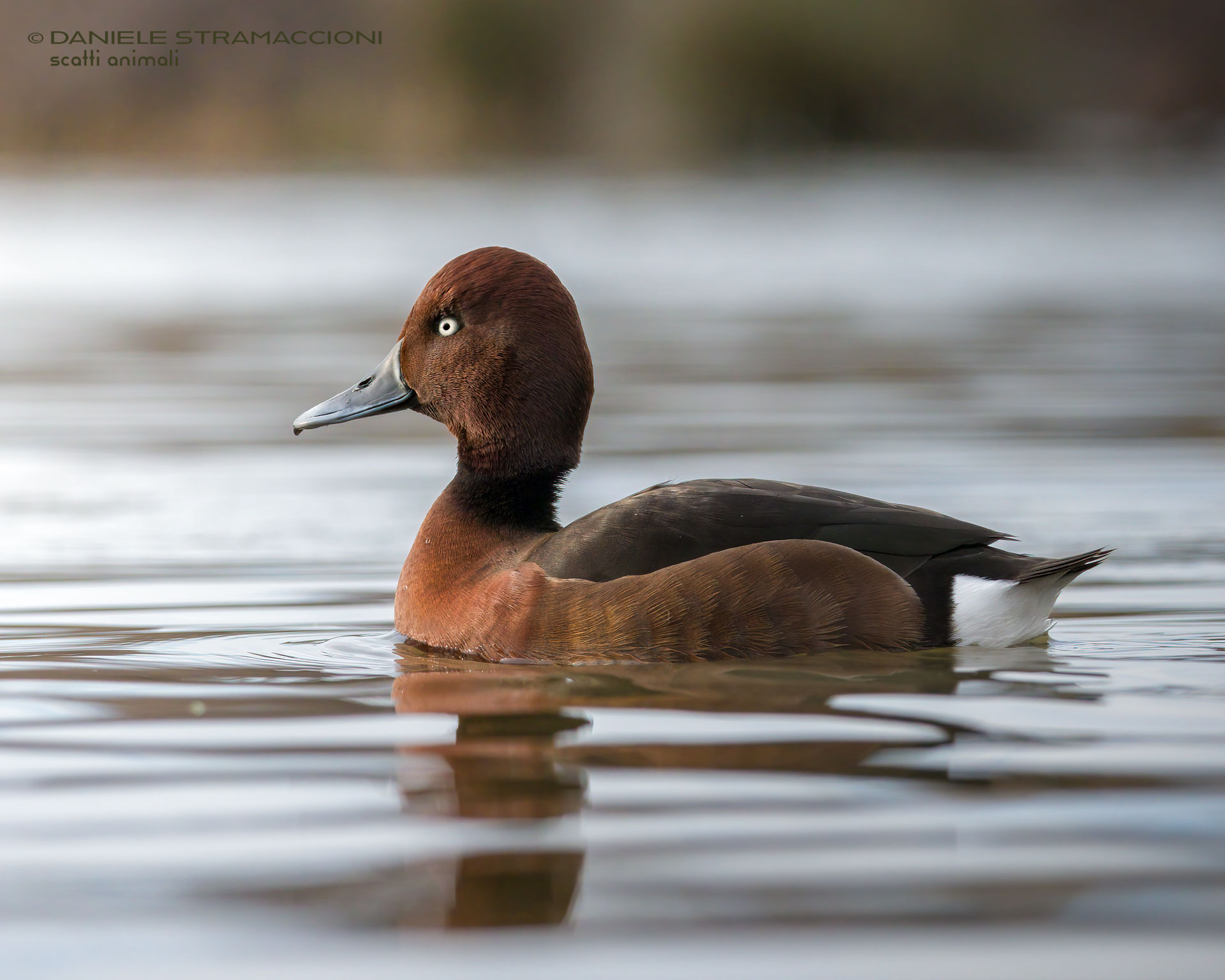 Ferruginous duck