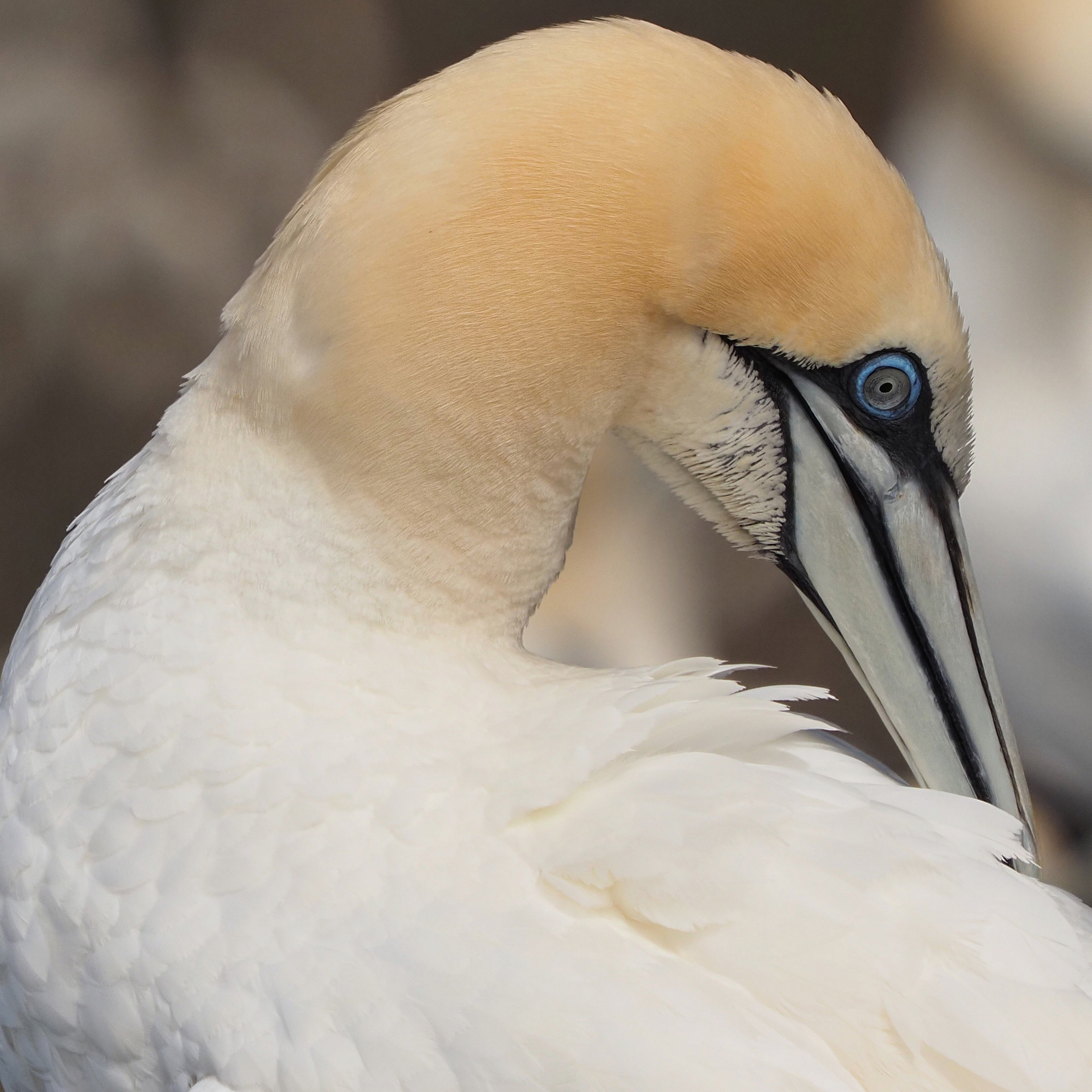 Northern Gannet