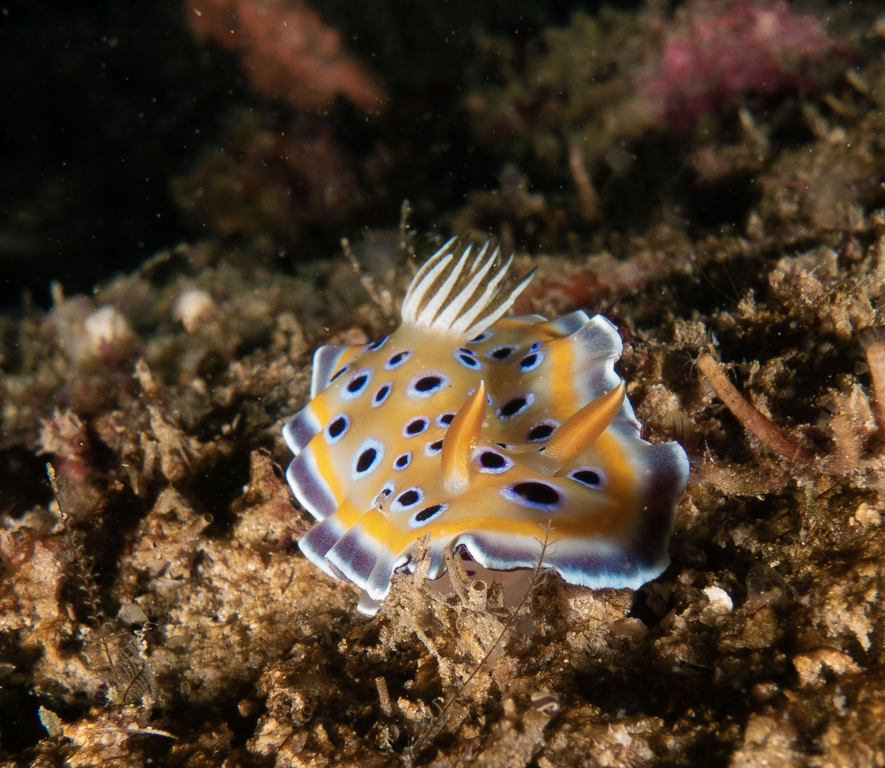 chromodoris kuniei