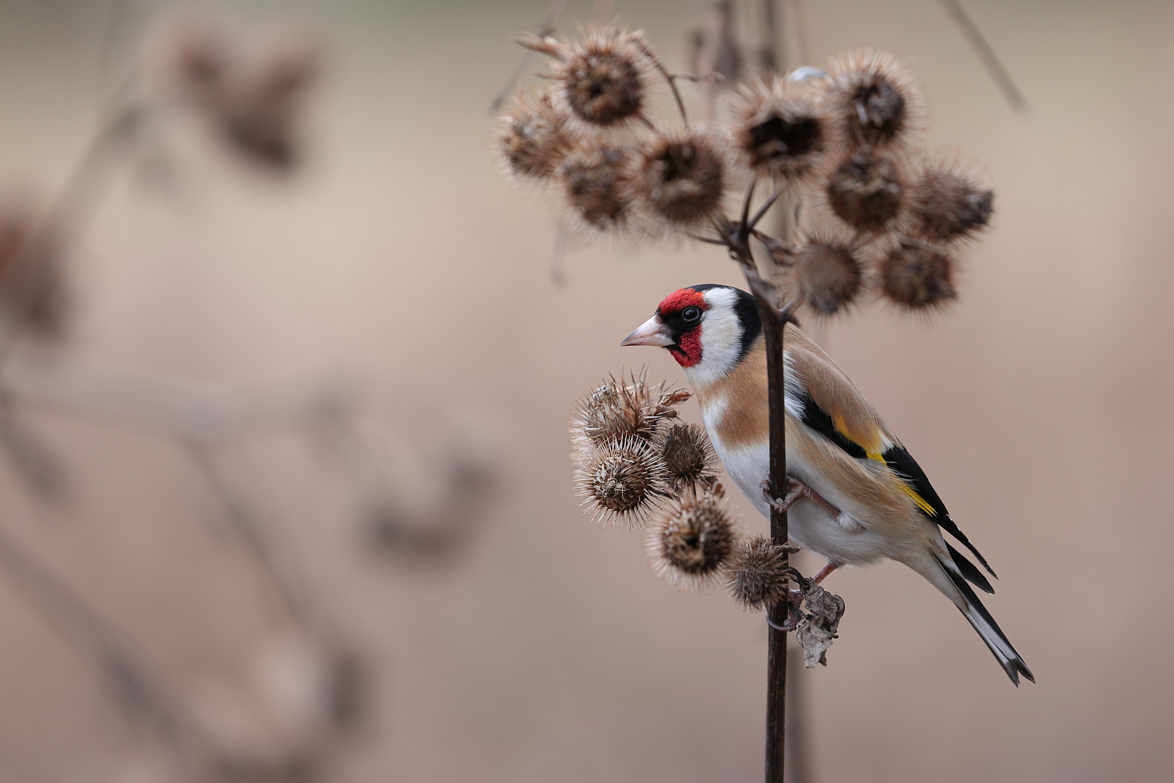 Goldfinch