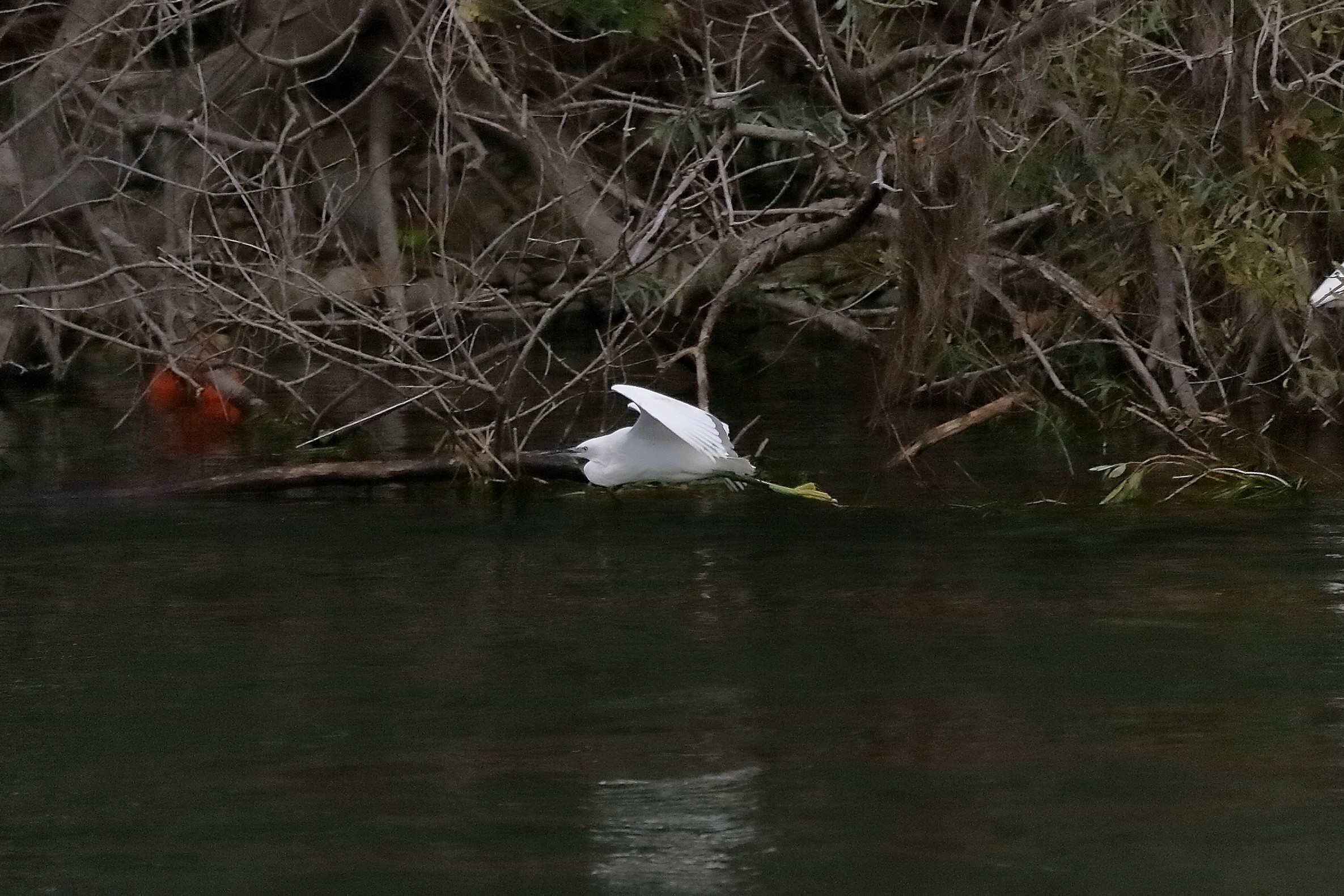 garzetta 12 novembre 2022