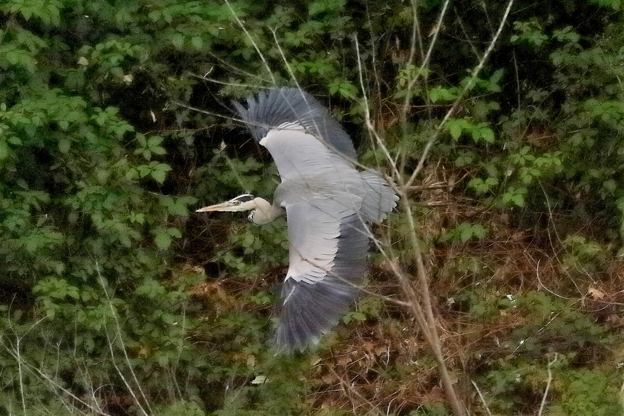 Cenerino 12 novembre 2022