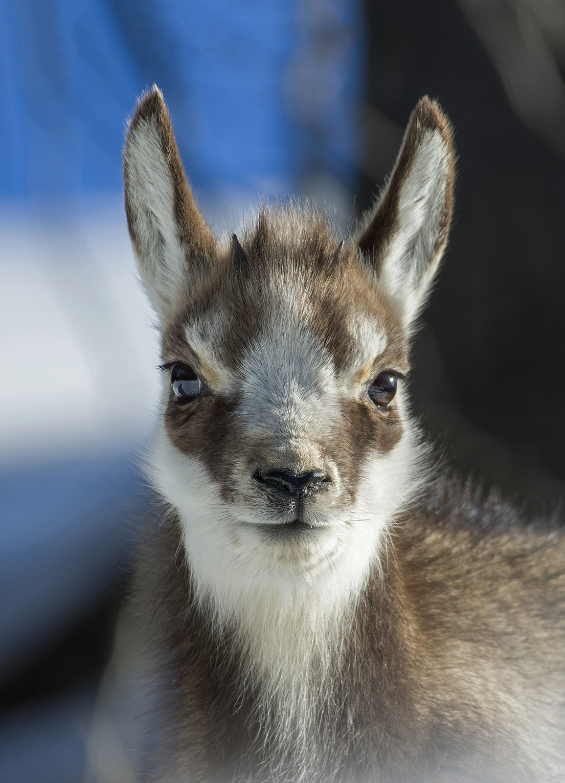 The eyes of innocence