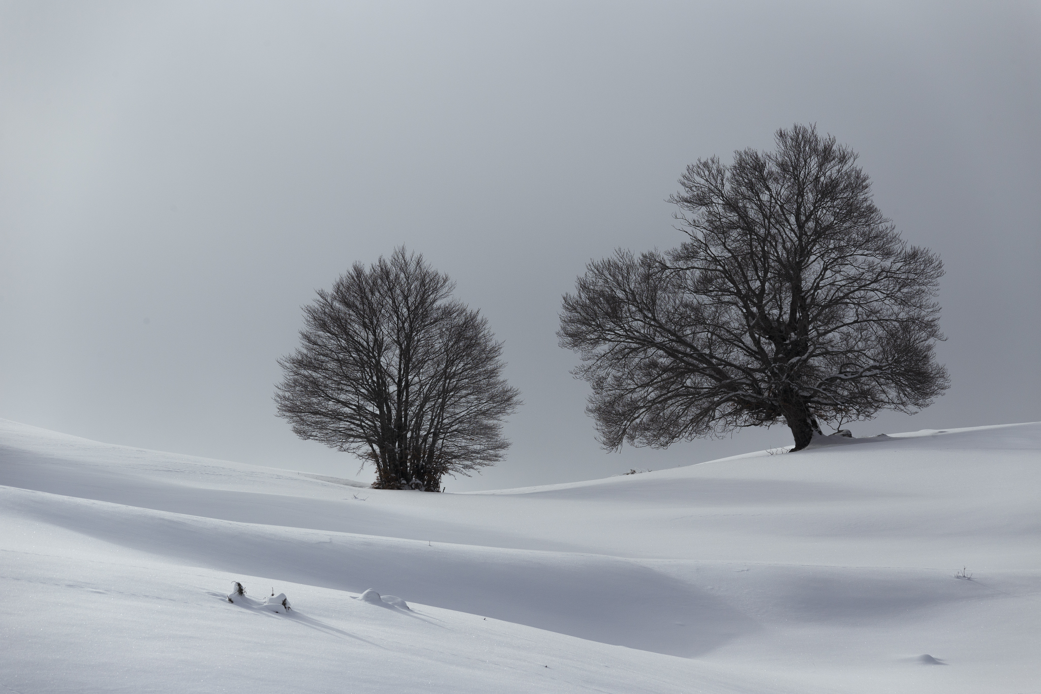 wild white 2