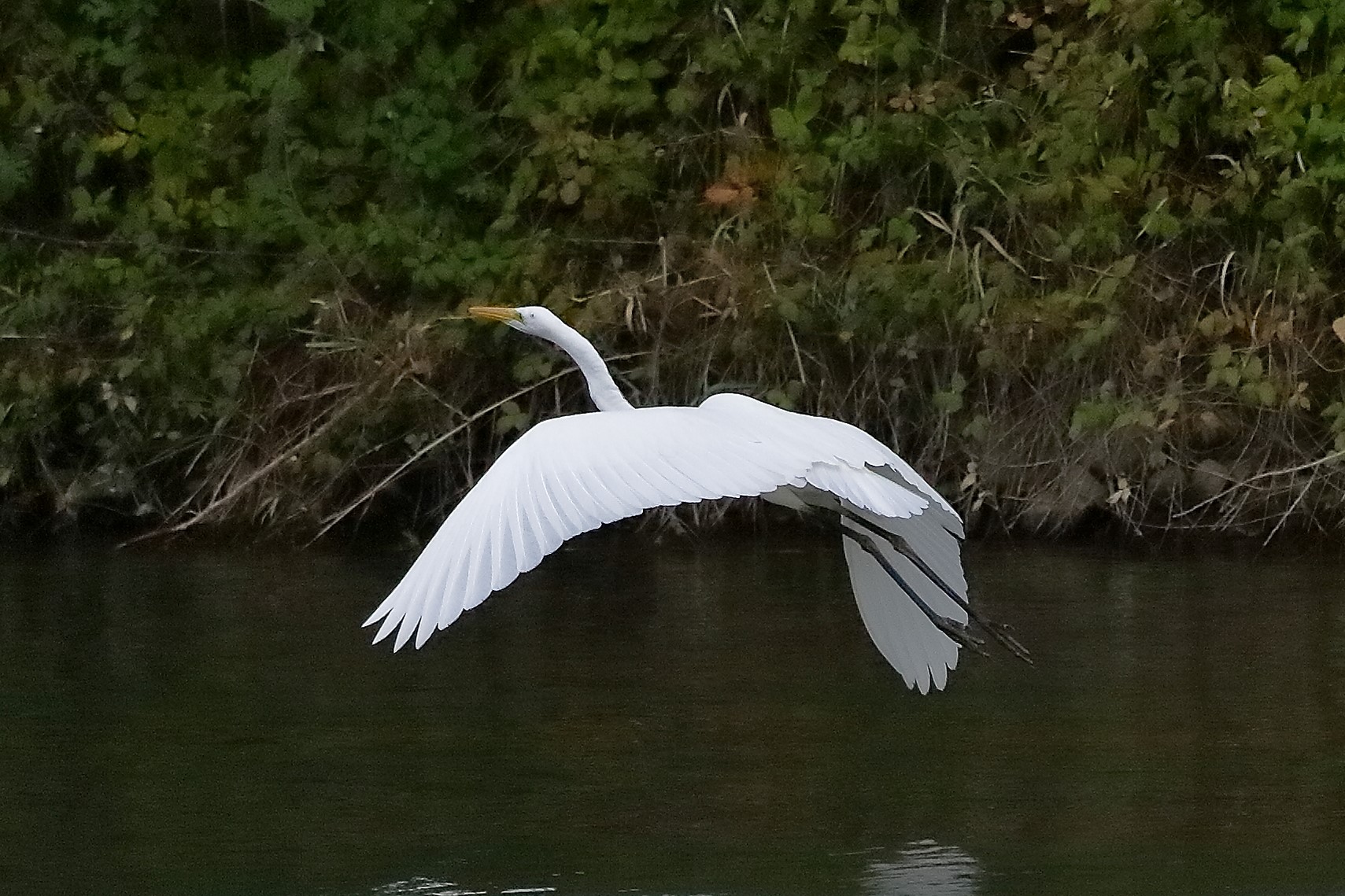 Airone BM 12 novembre 2022