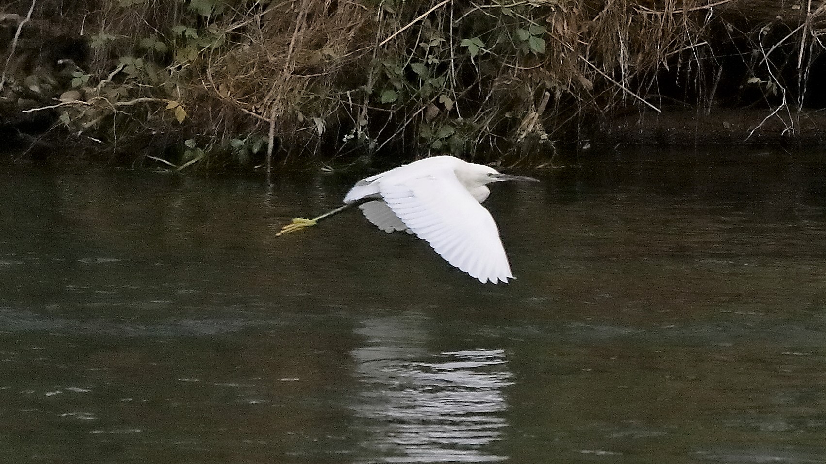 garzetta 12 novembre 2022