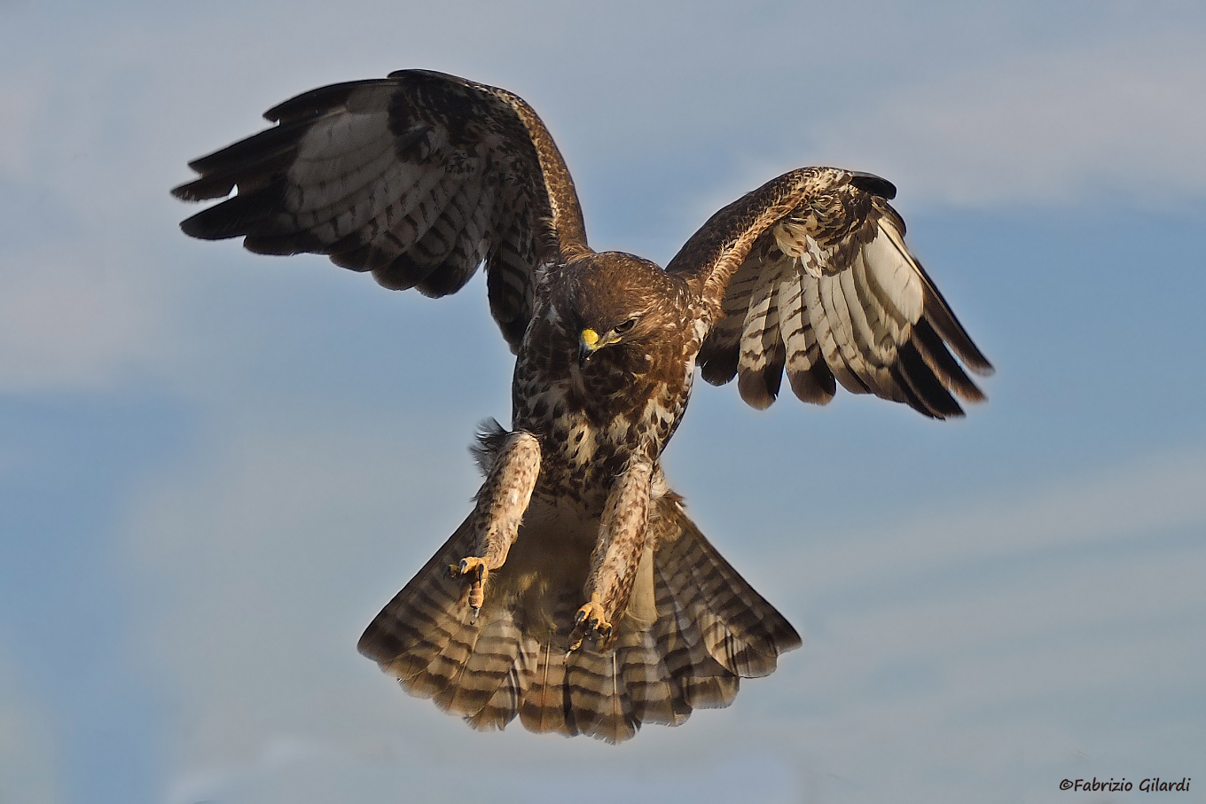 Buteo buteo (Poiana)