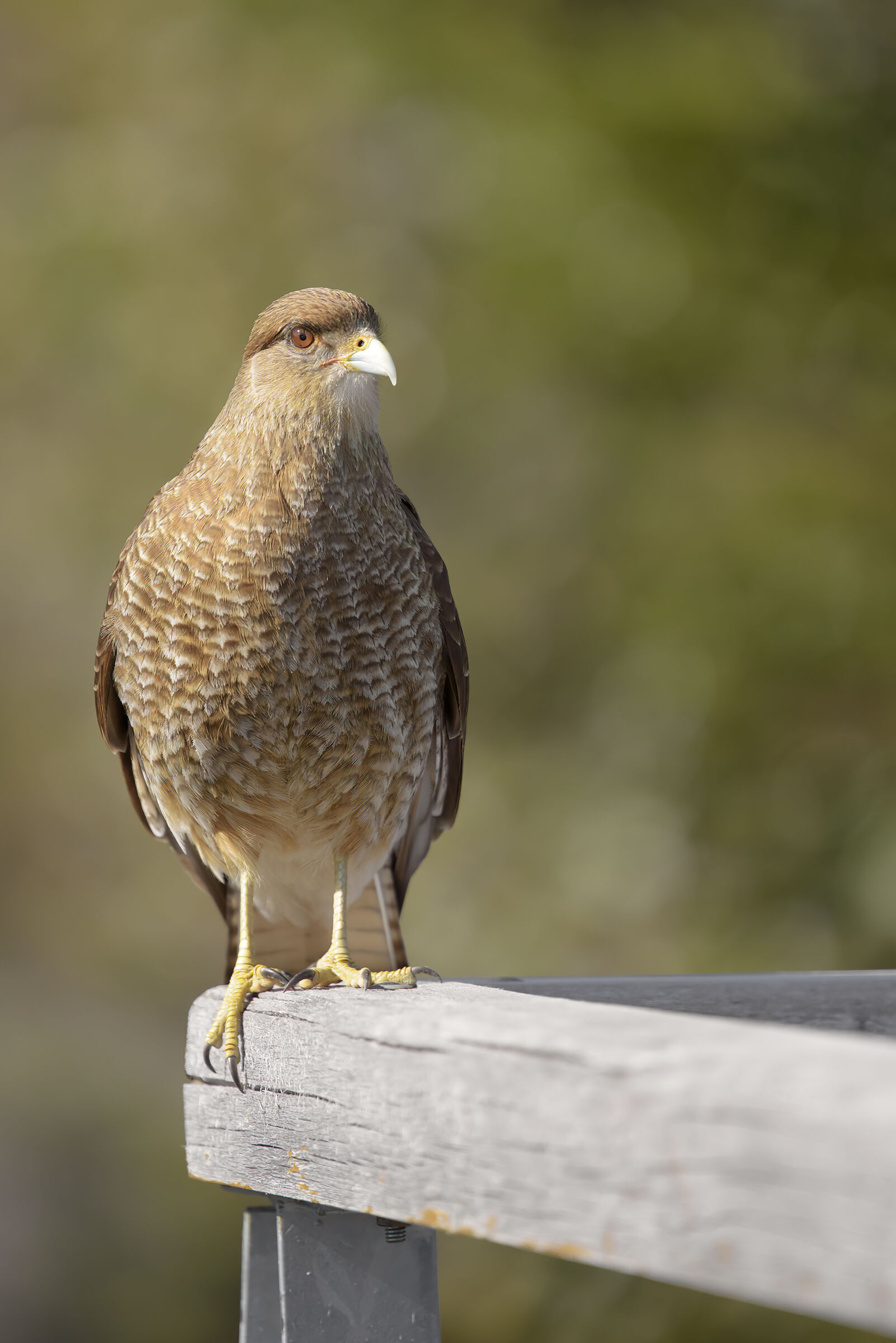 Caracara Chimango
