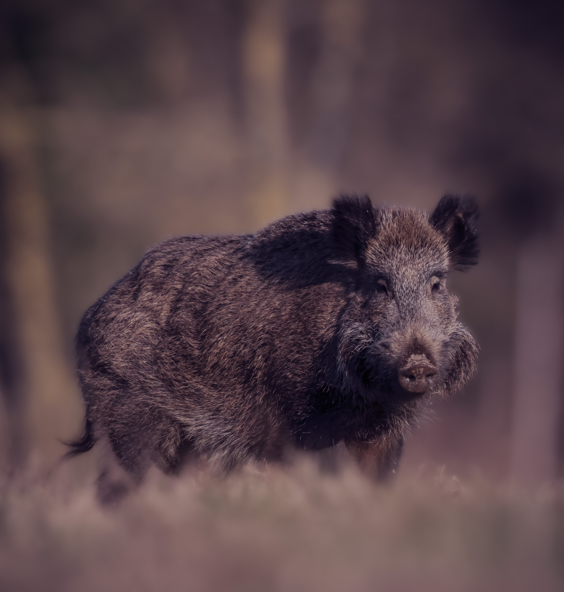 Wild boar San Rossore
