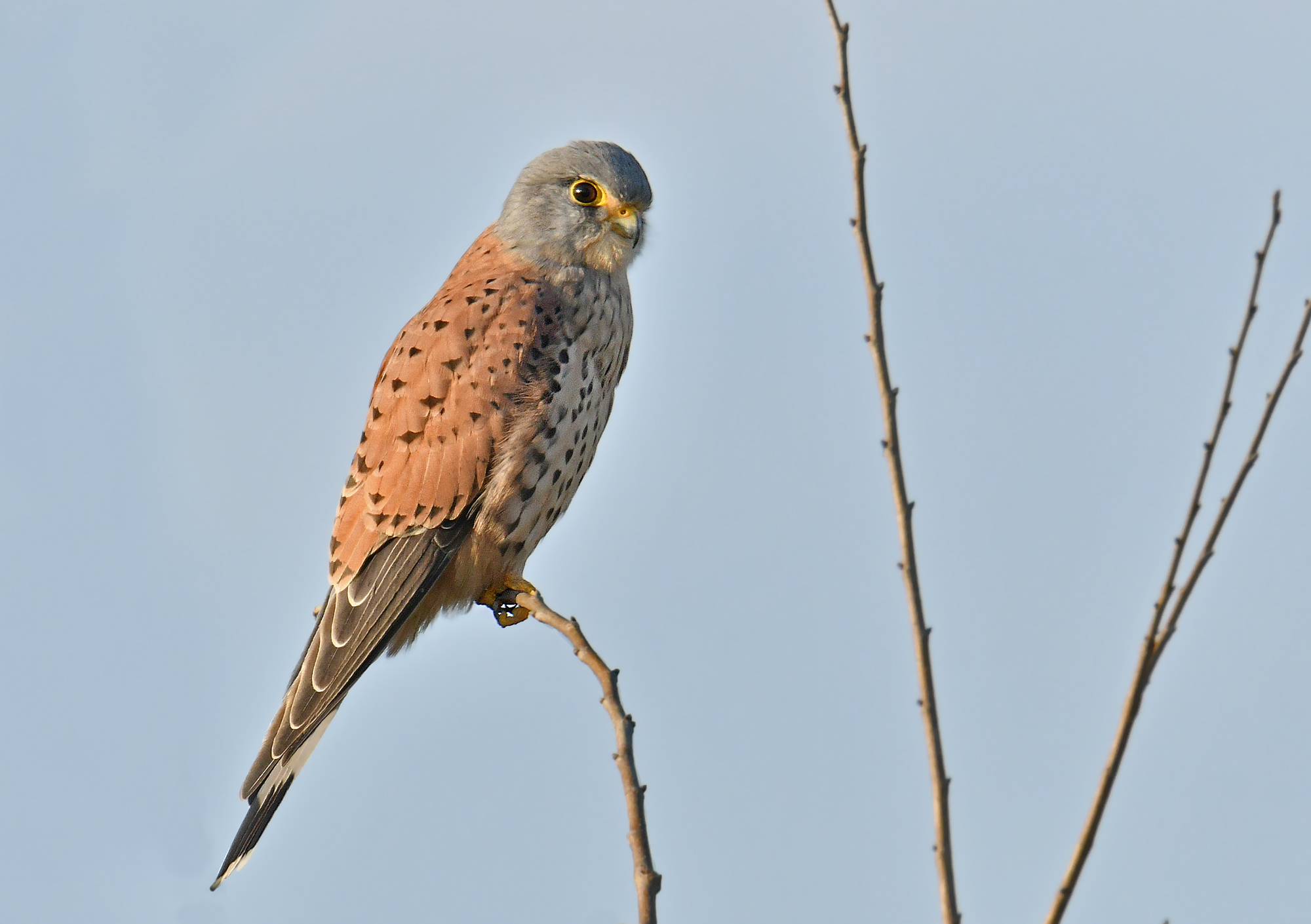 Kestrel