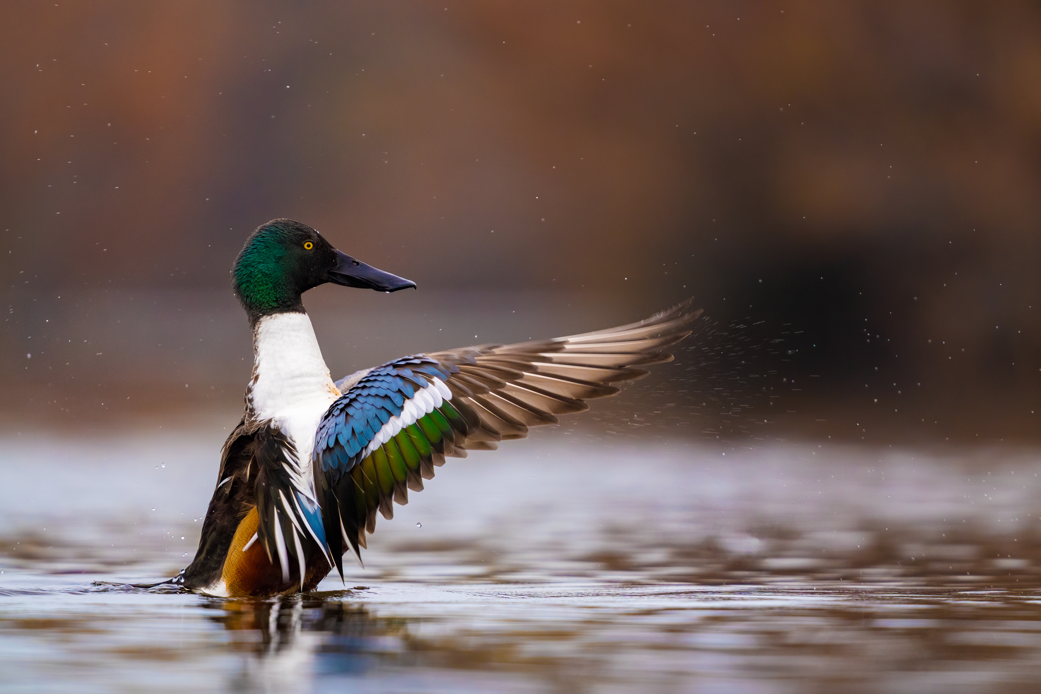 Mestolone (Anas clypeata)