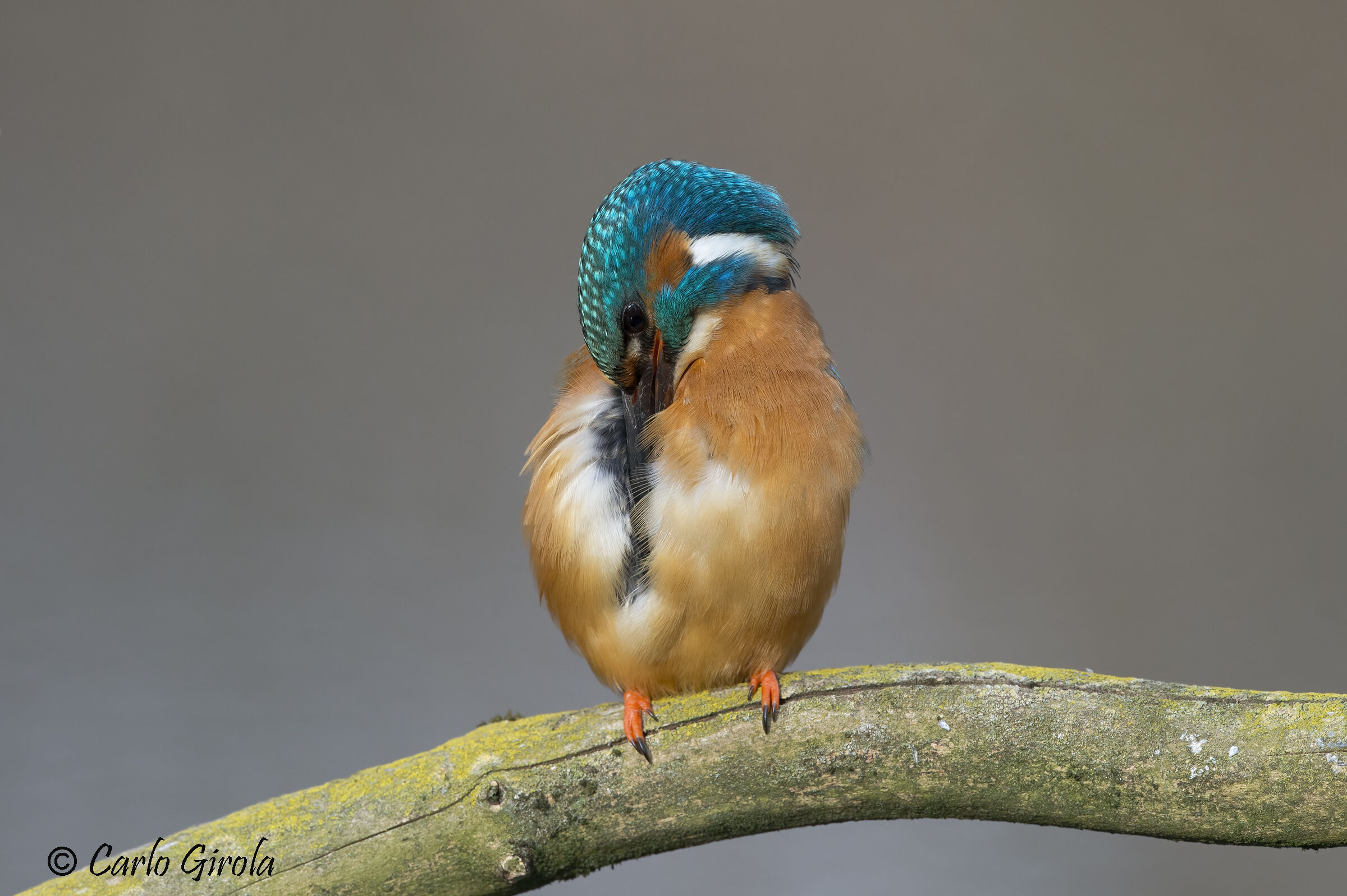 Martin pescatore (Alcedo atthis)