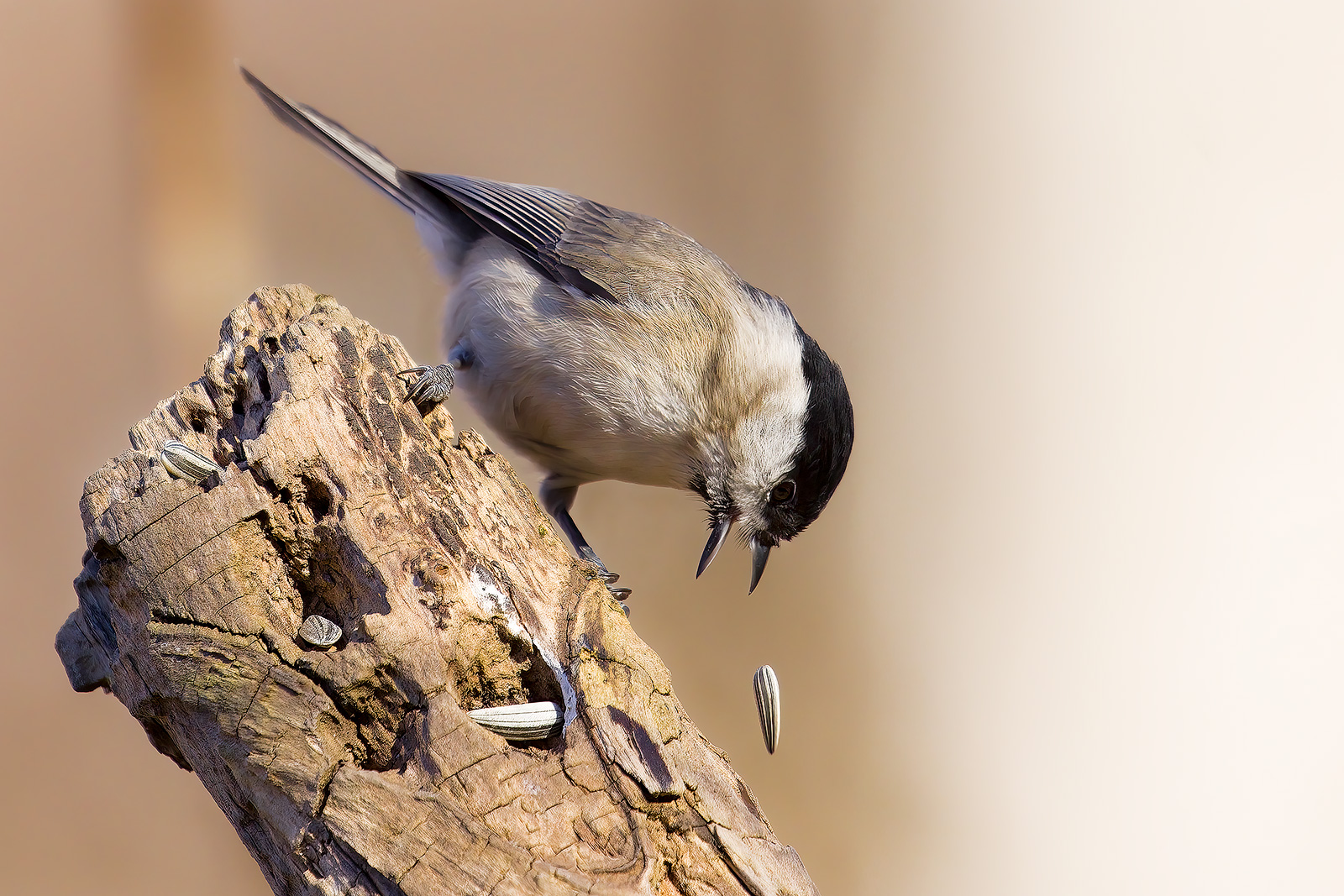 The White loses the bite