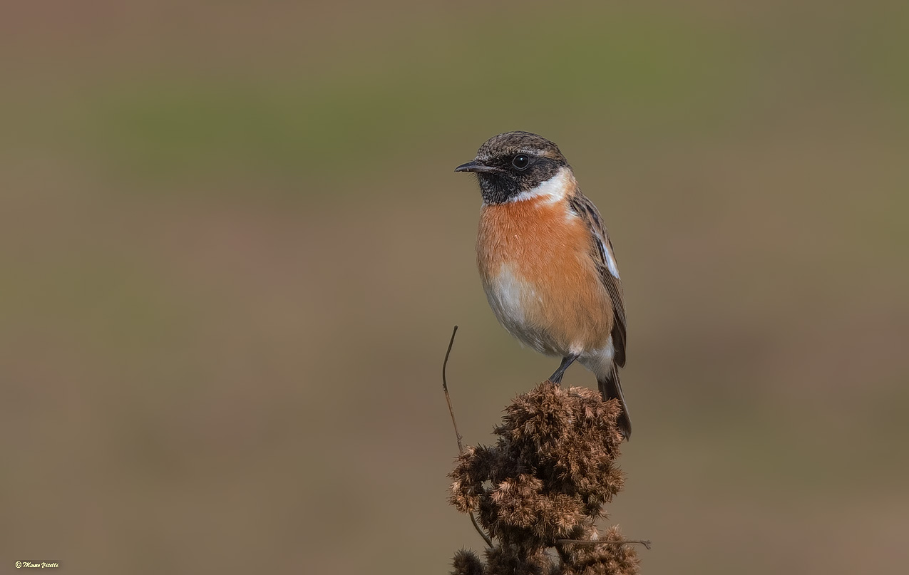 Saltimpalus (Saxicola torquatus)