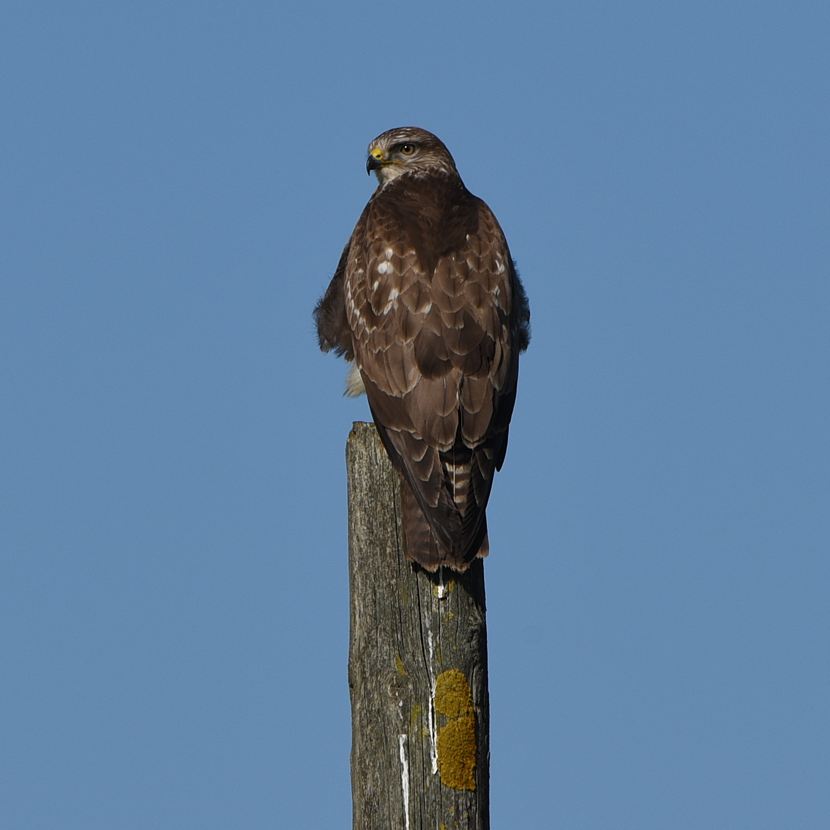 Buzzard at Trasimeno