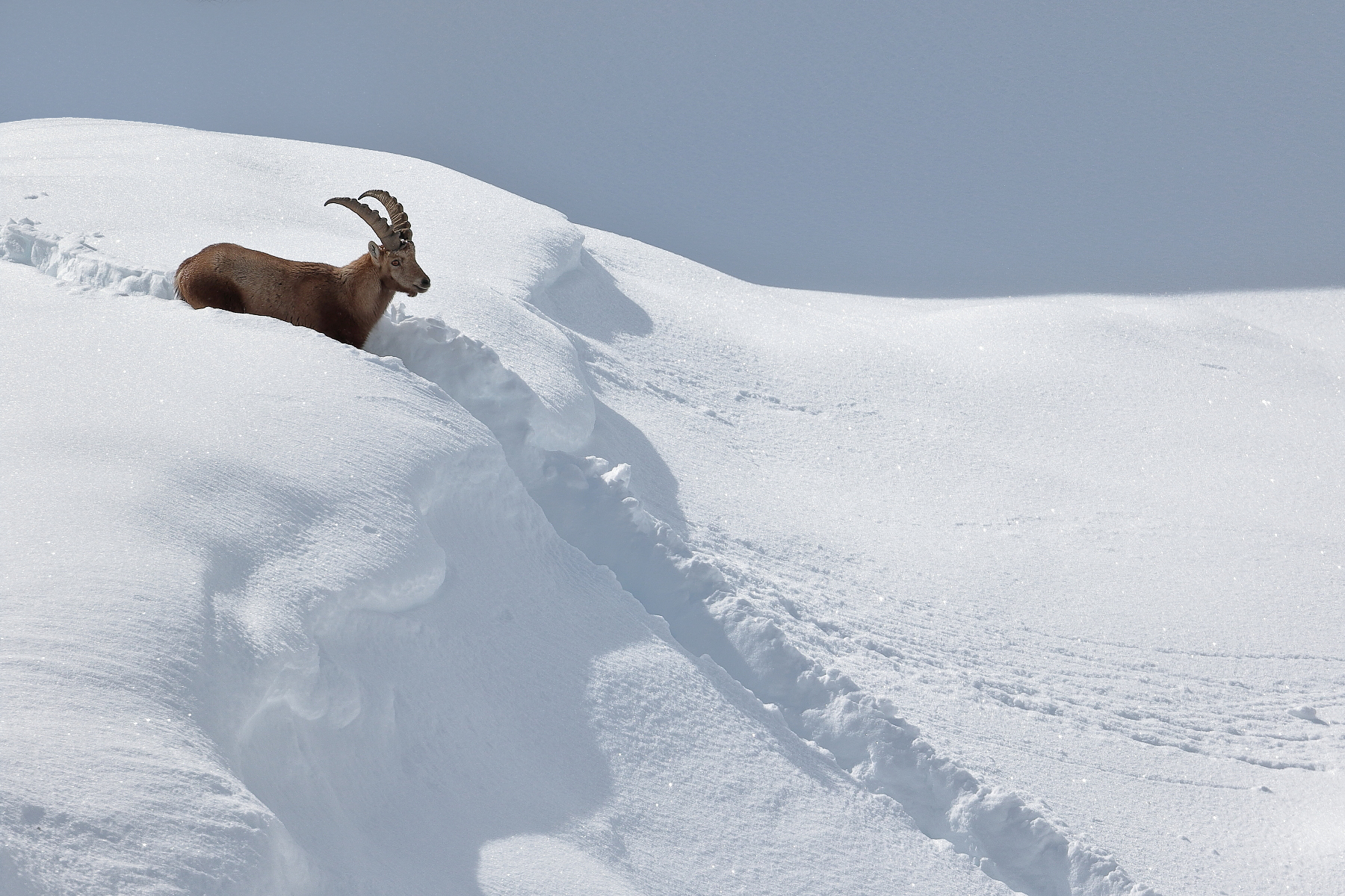 Fresh snow...