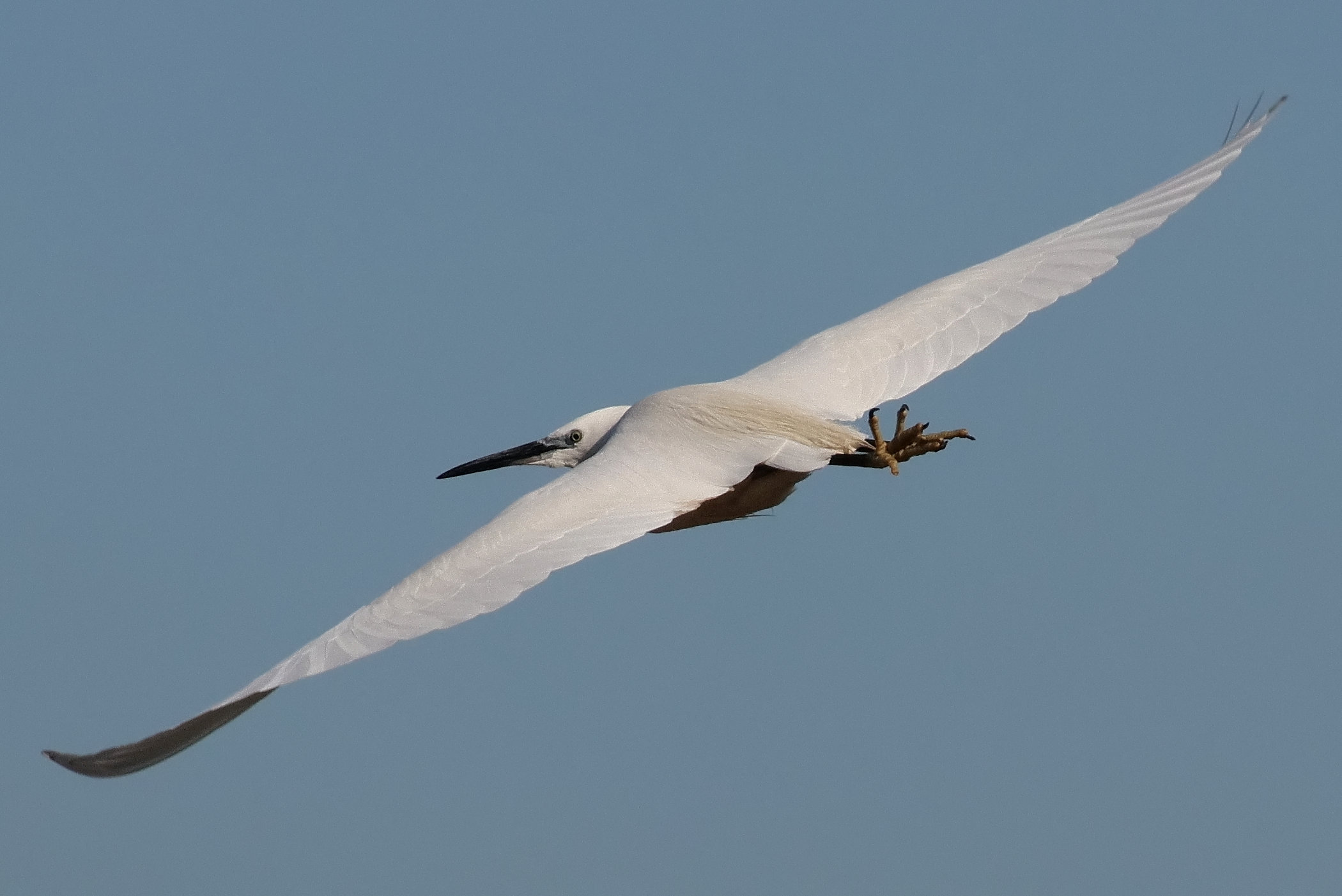 Egret(?)