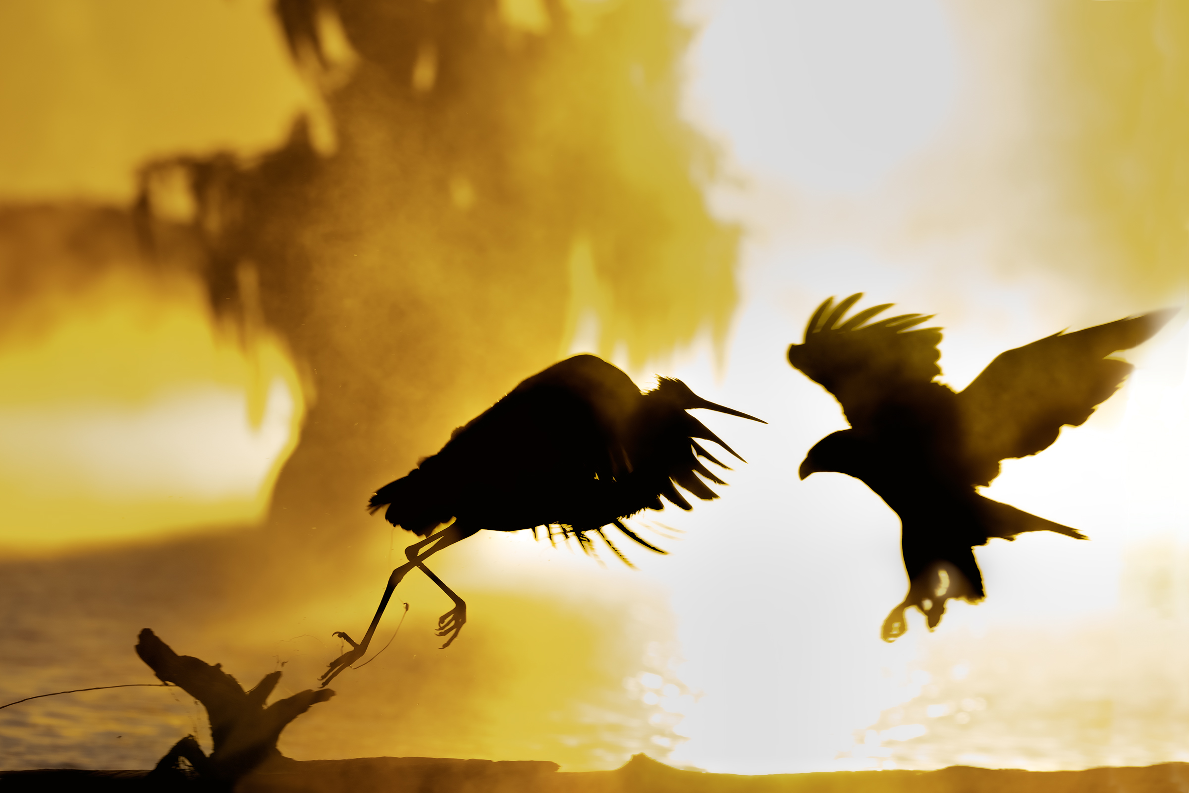 Chinese shadows blue heron and eagle