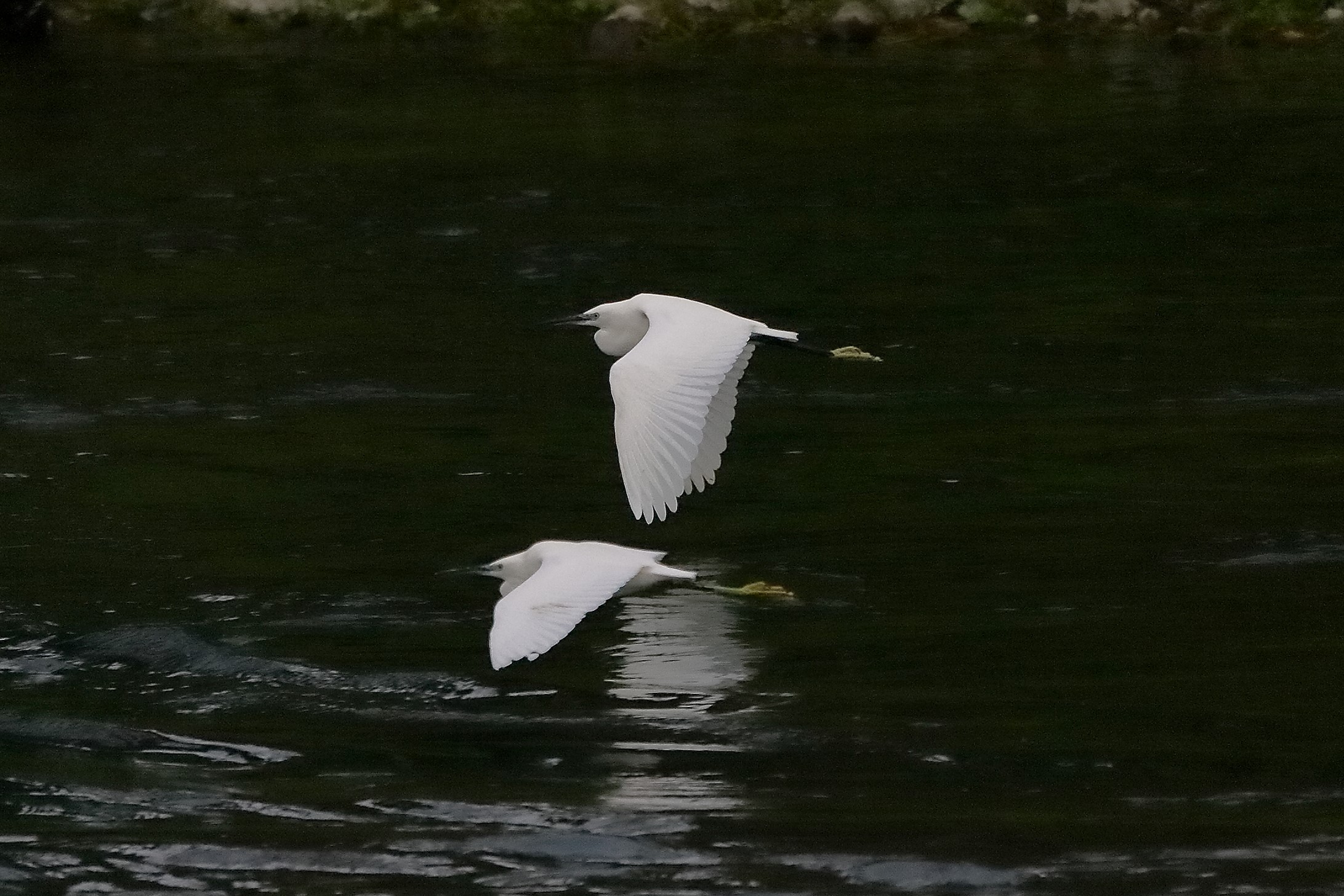 Garzette 12 novembre 2022