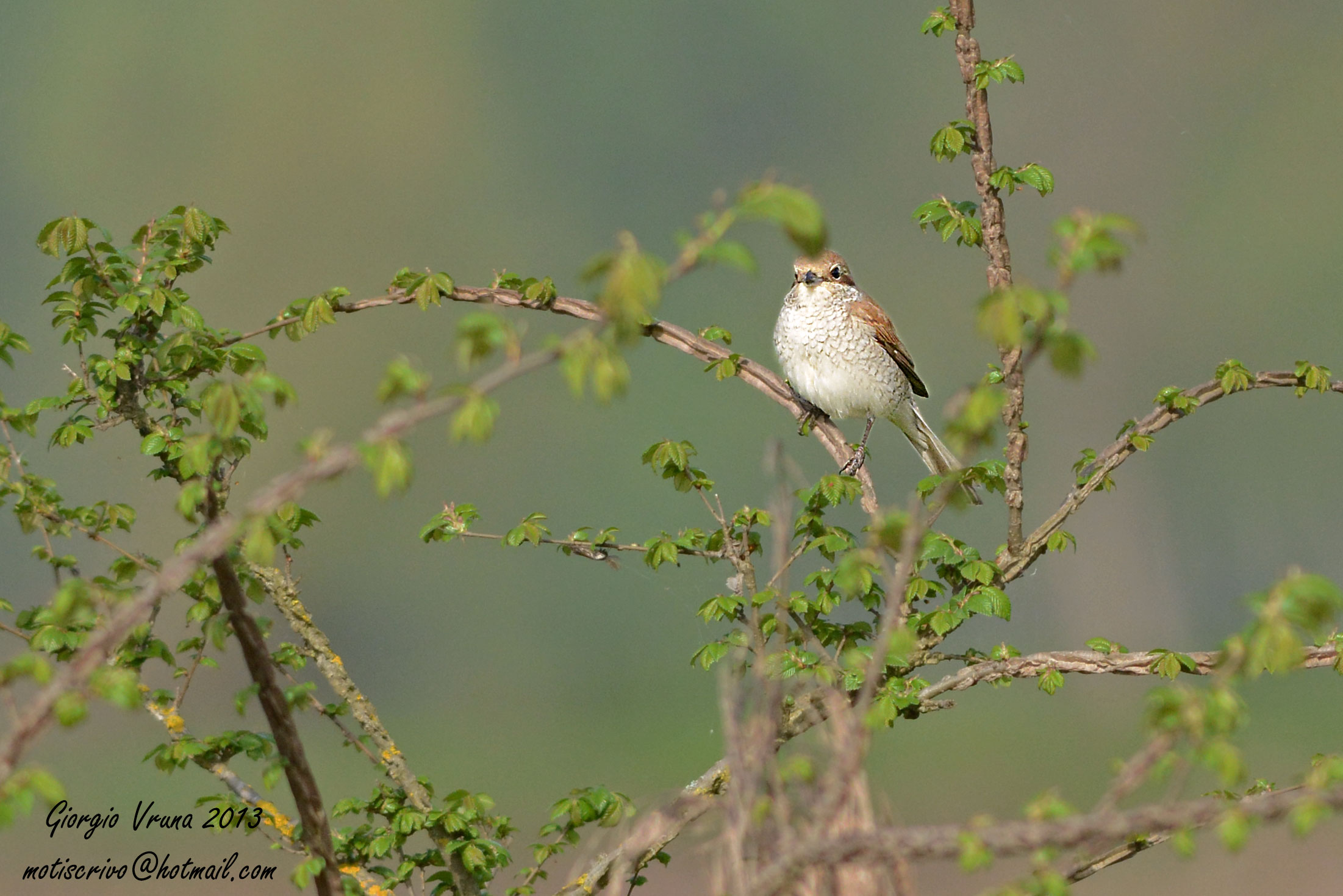 Shrike