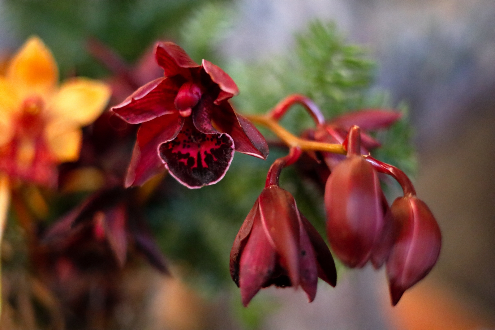 Dendrobium viratii guillaumin