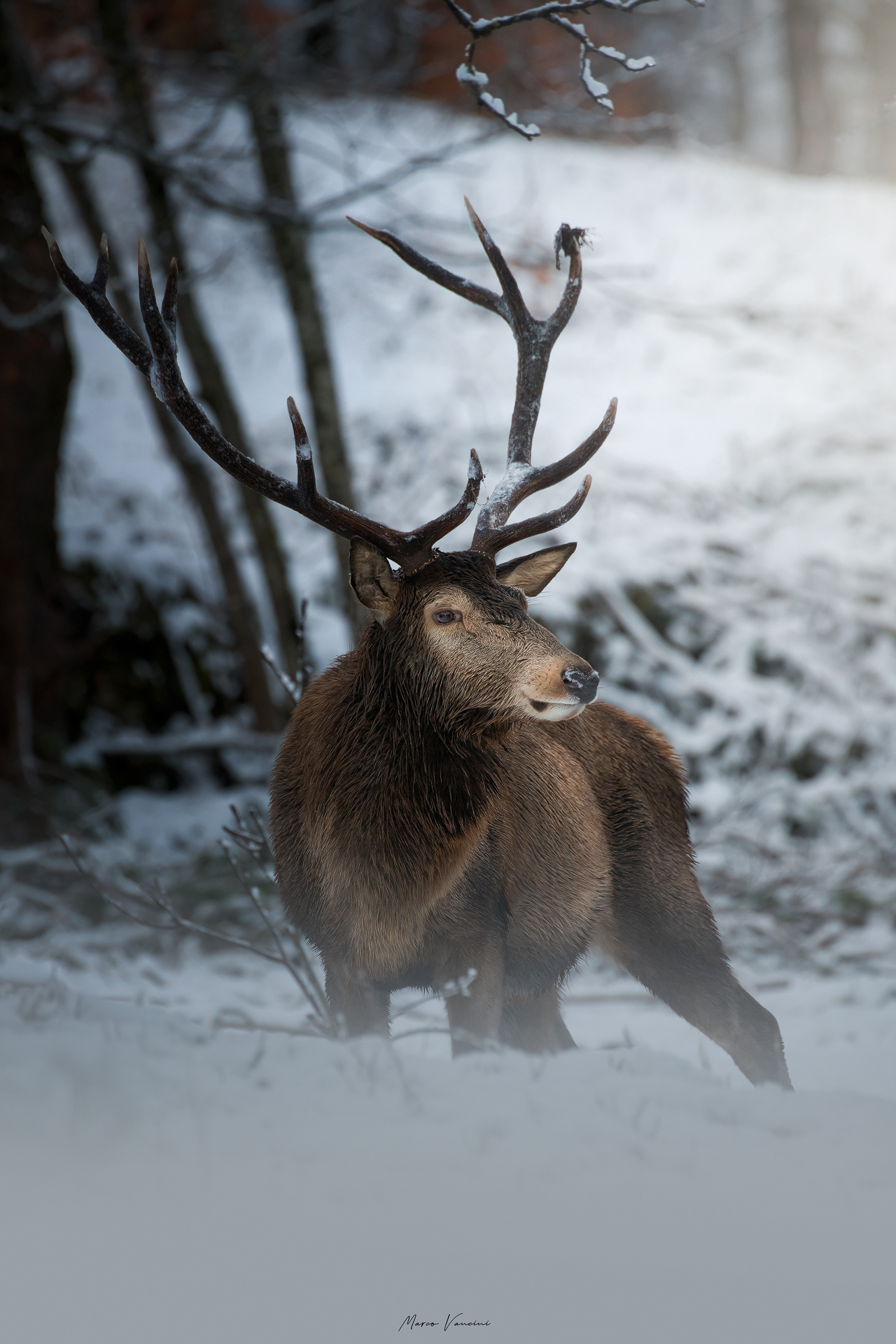 Creature meravigliose