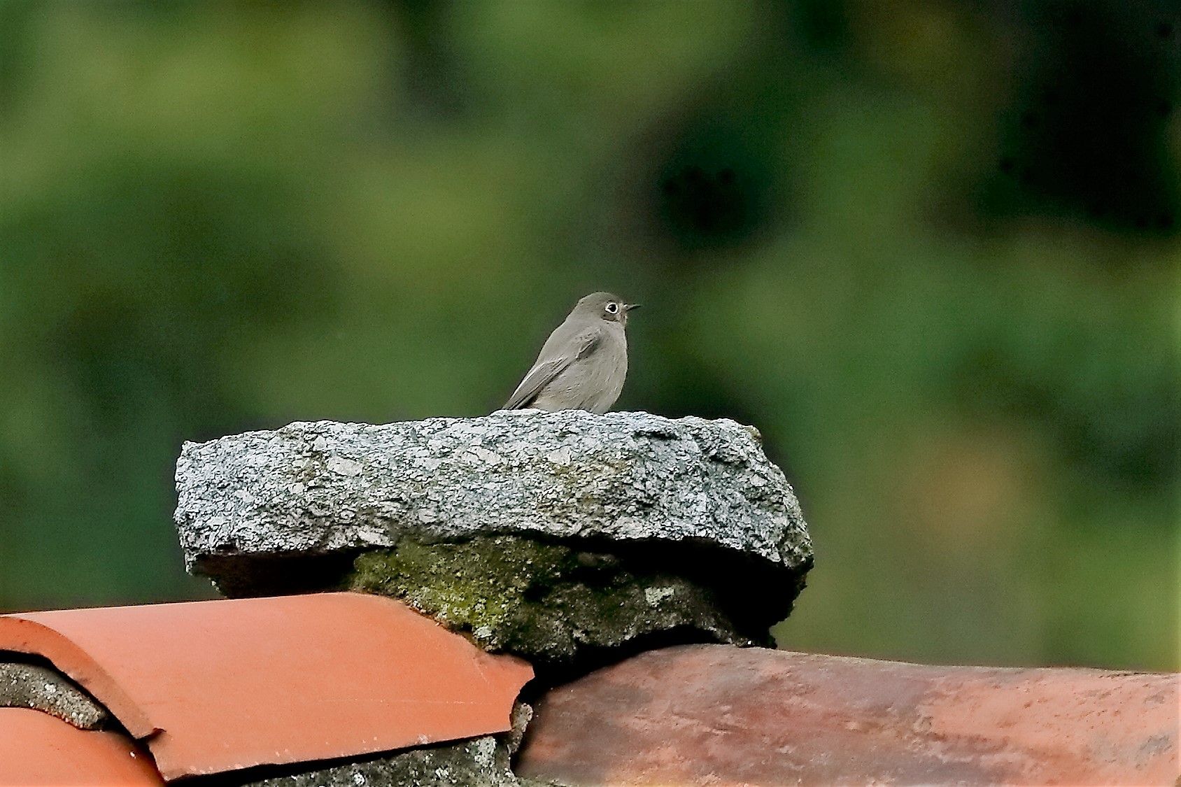 Codirosso 16 novembre 2022