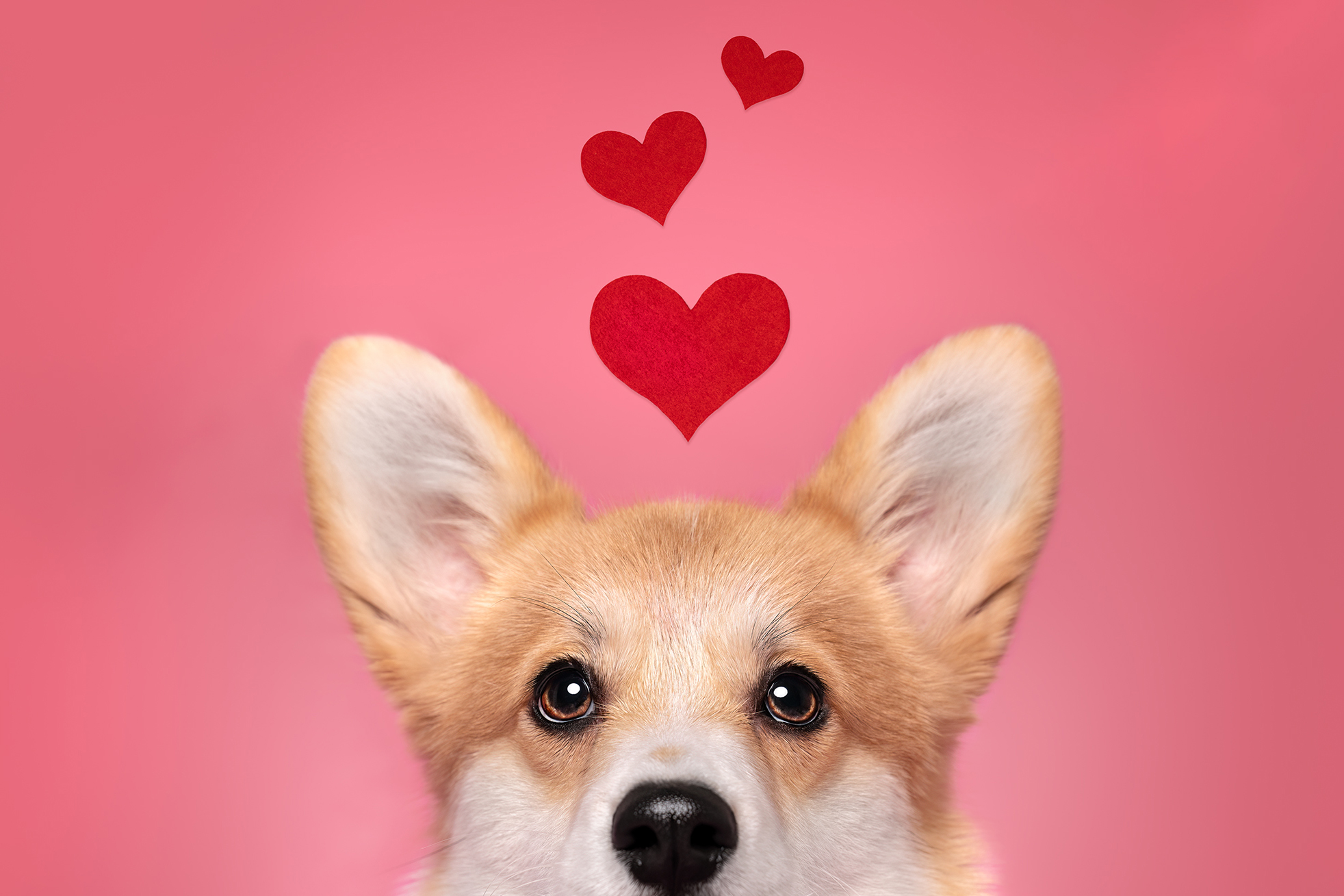 Valentine's corgi