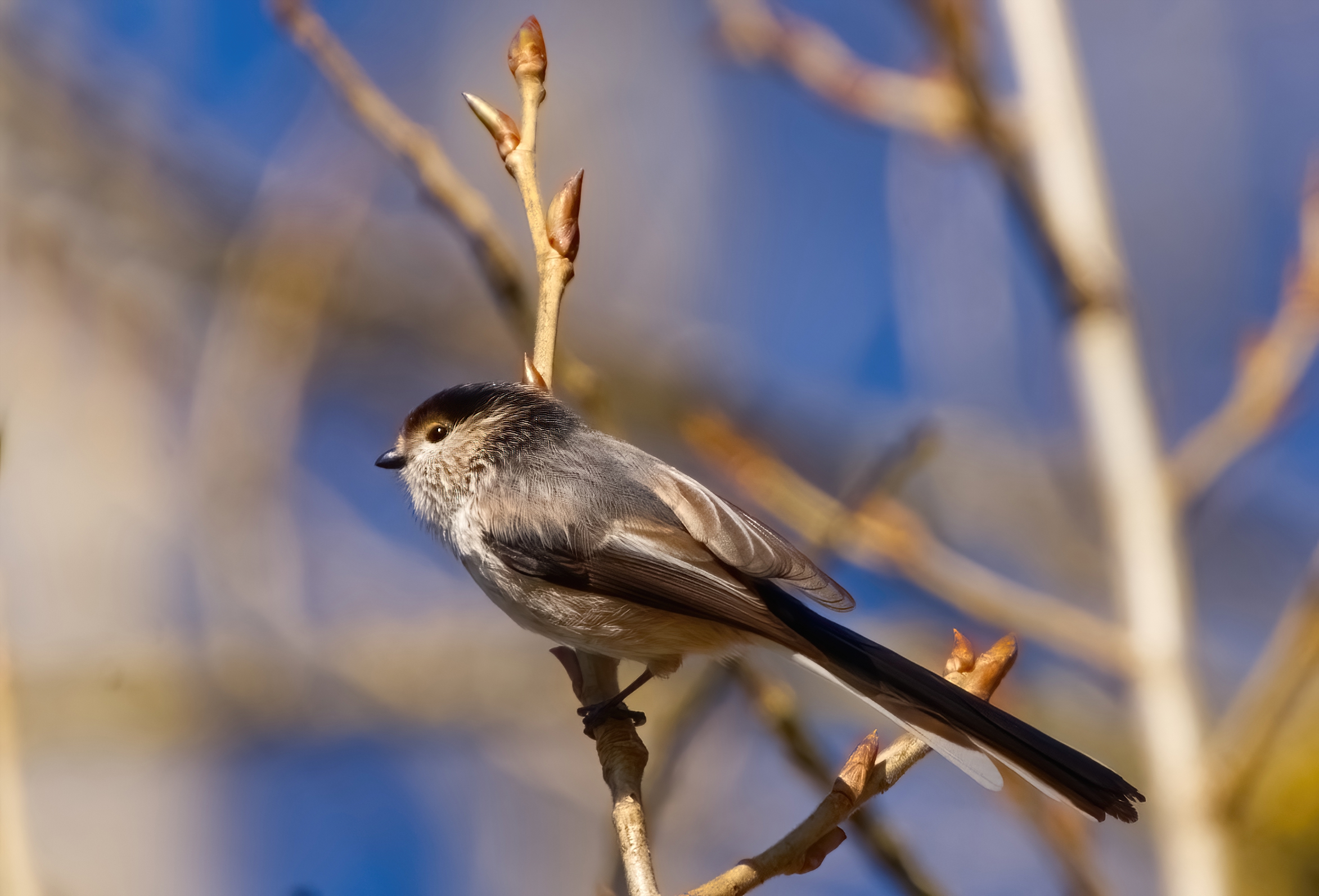 Il fantasmino del Tevere