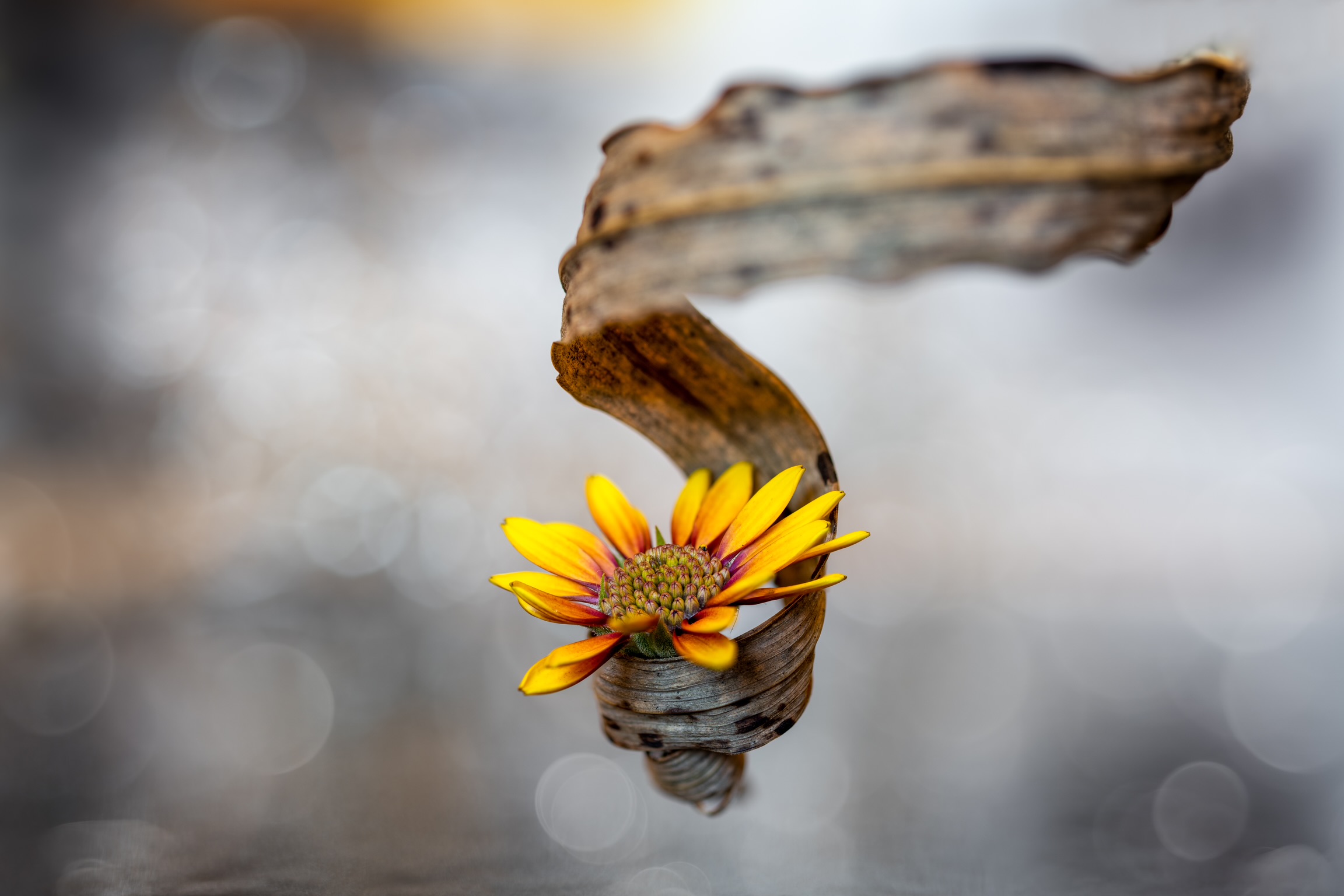 Enveloping ? still life