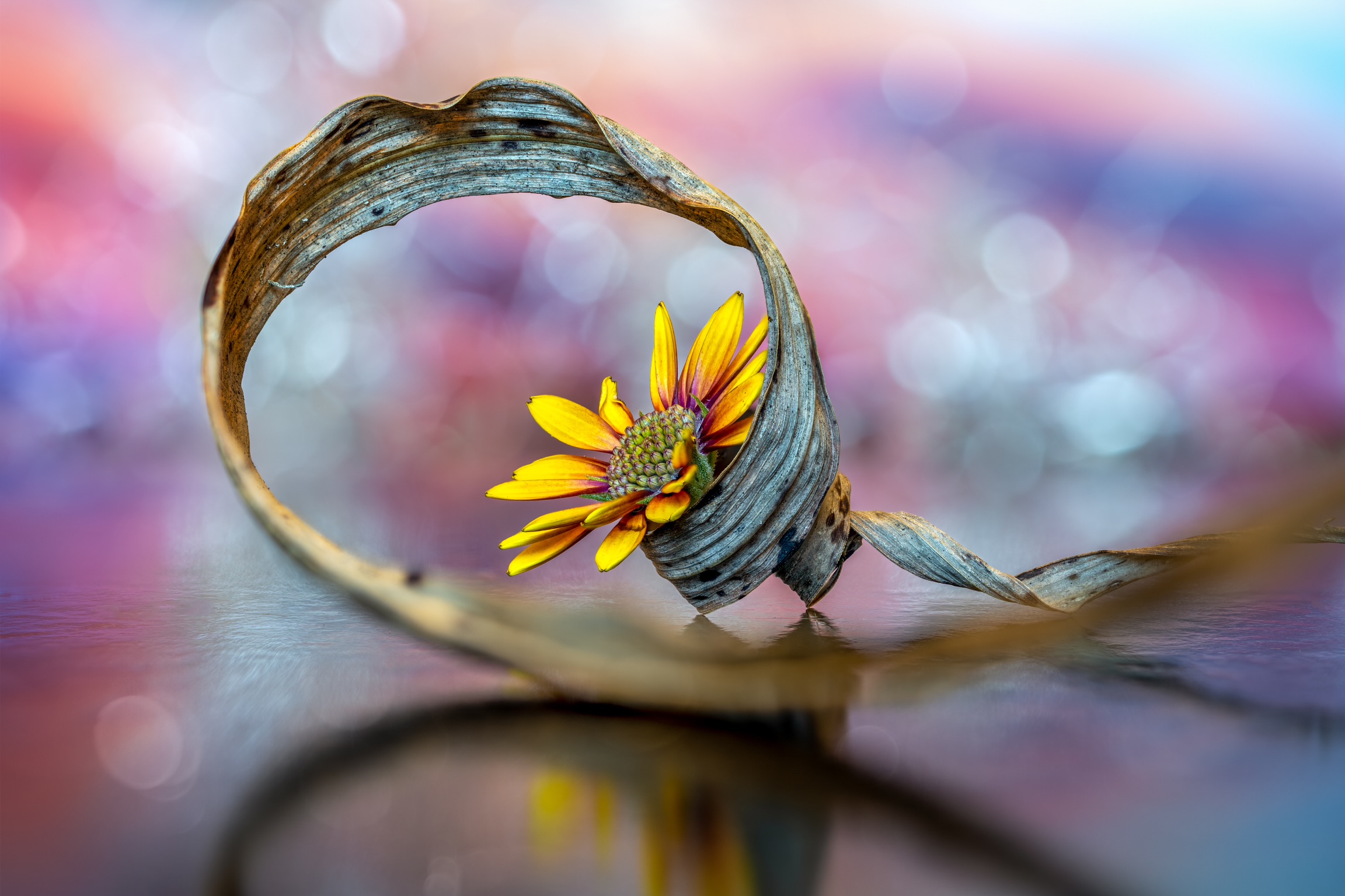 Enveloping still life 2.0 ?