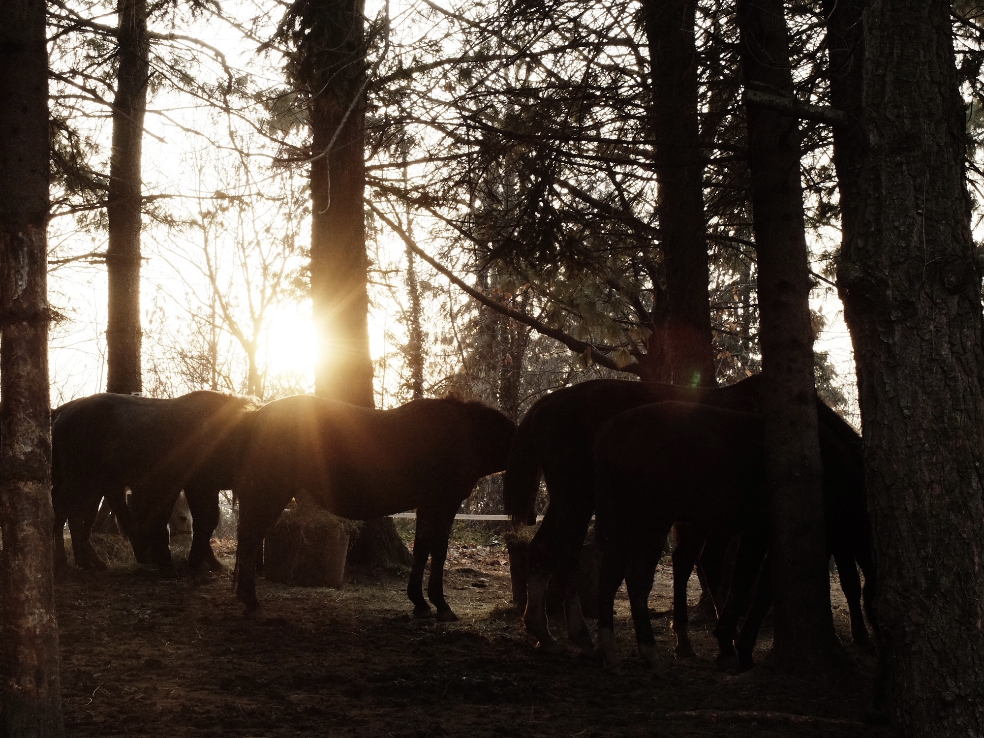 Black horse on golden sky