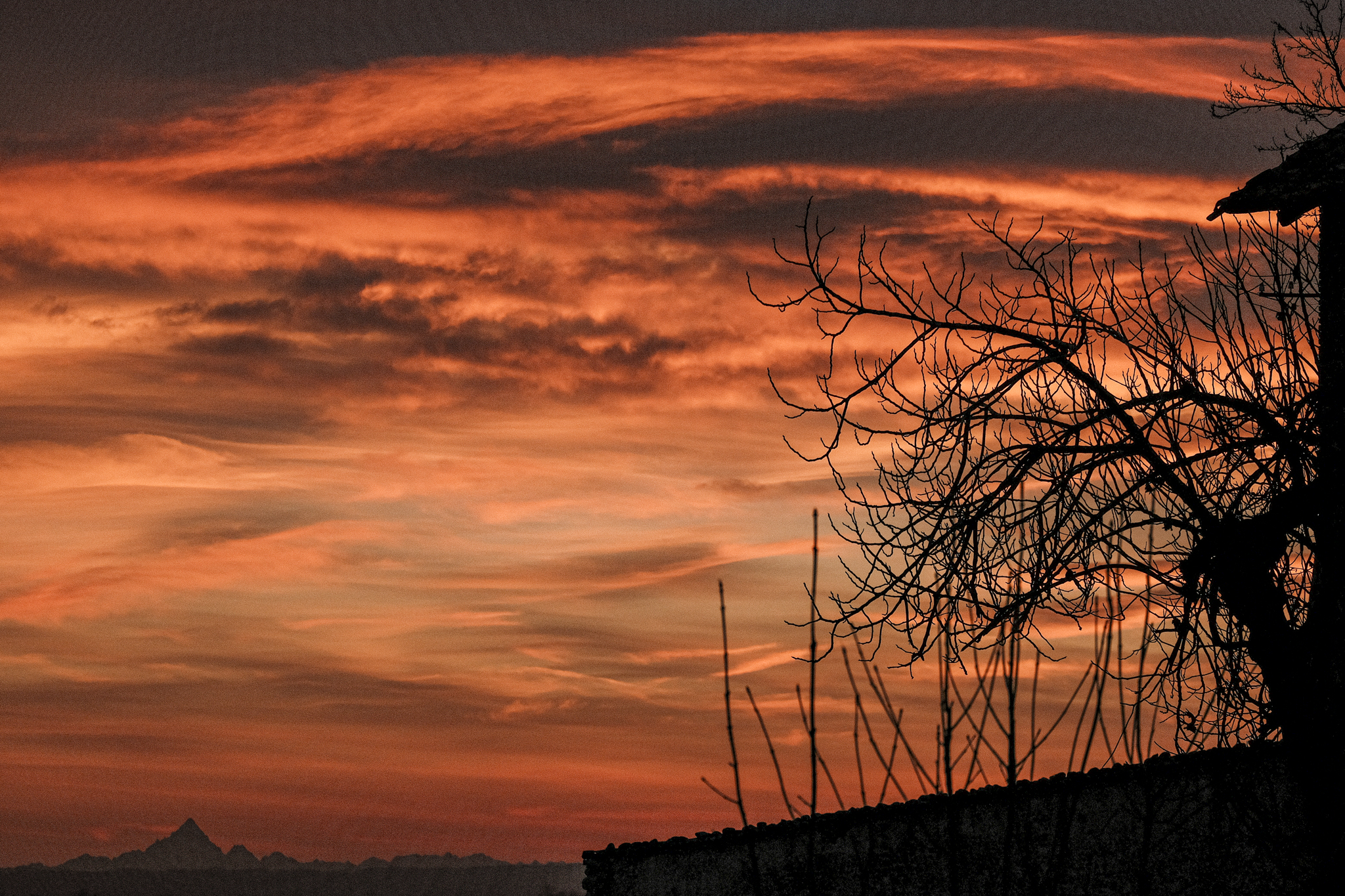 L'albero al tramonto