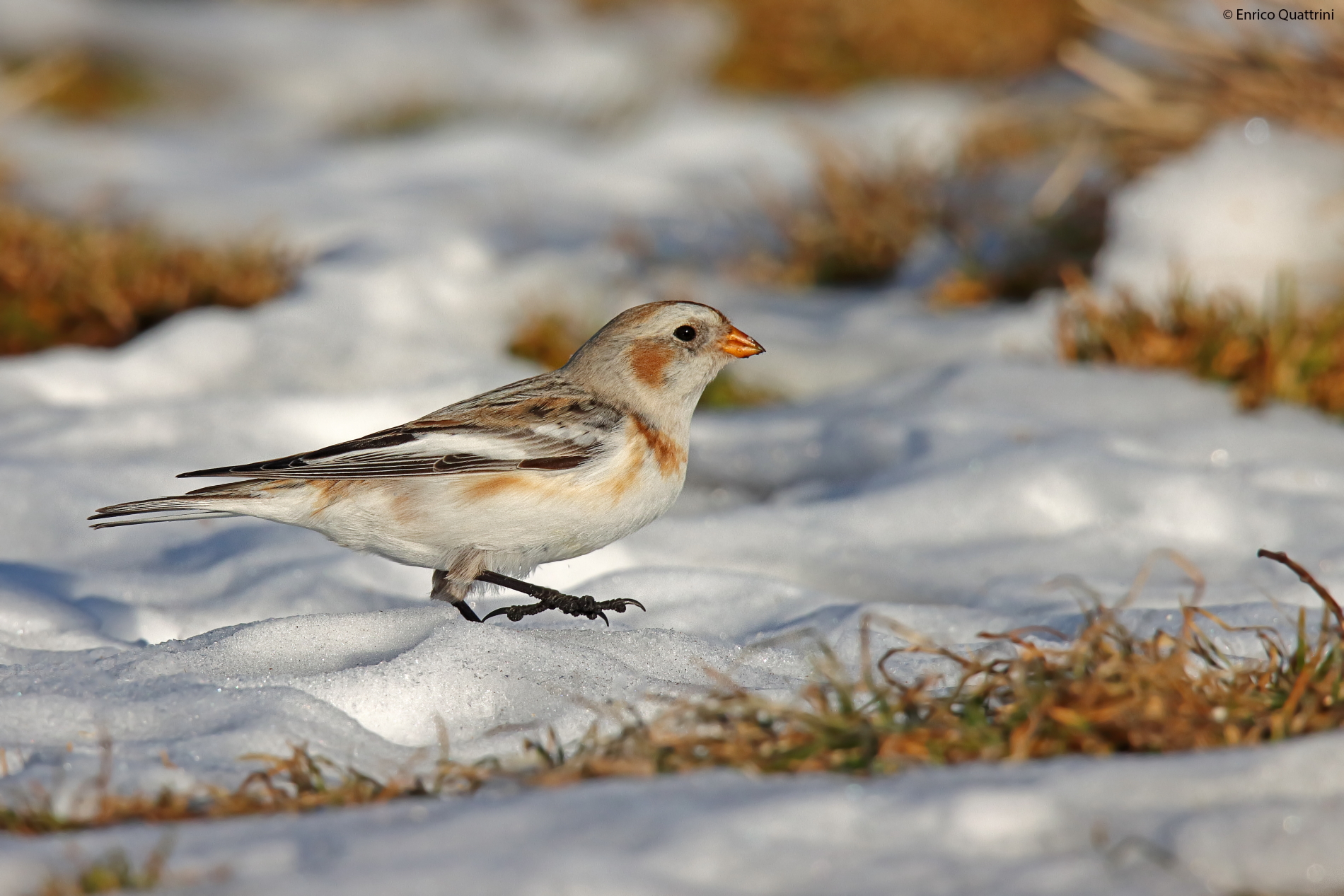 Snow bunting