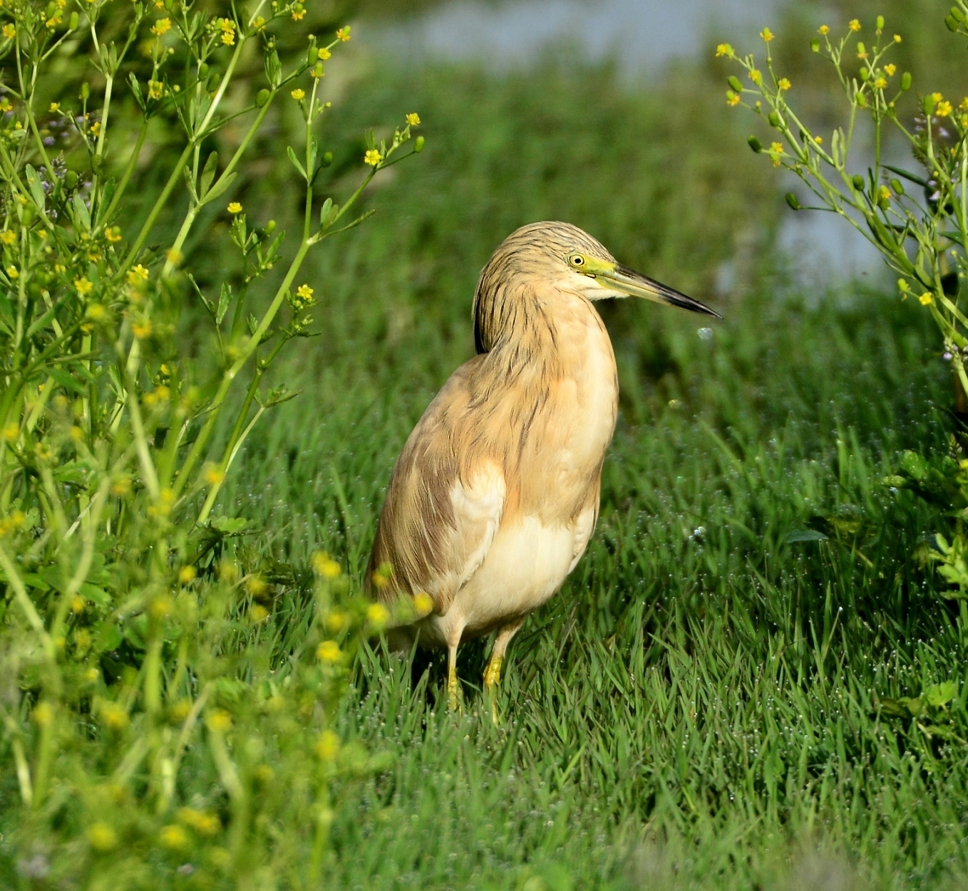 Squacco (Ardeola ralloides)